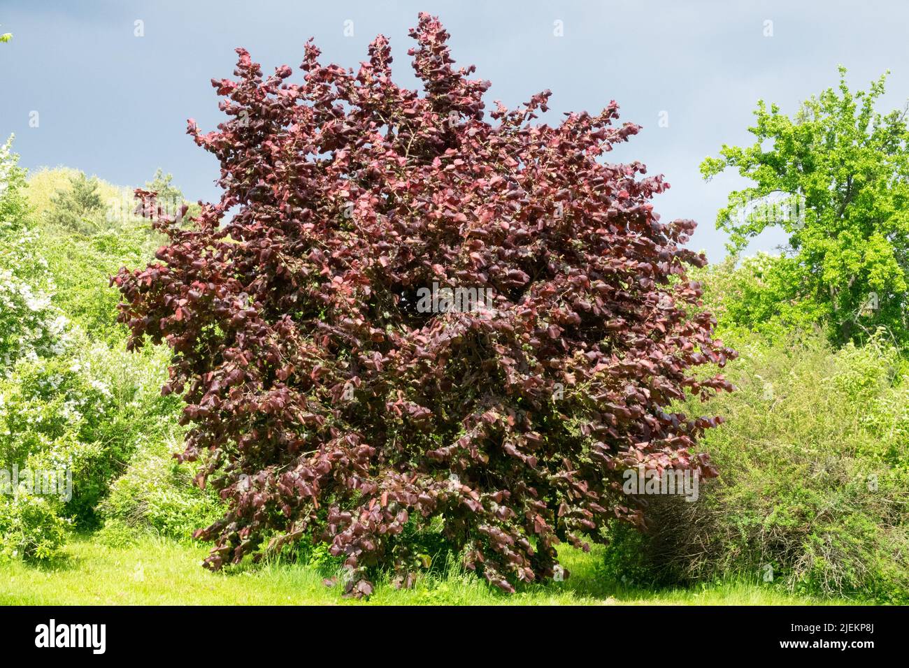 Türkischer Filbertbaum, türkischer Hasel Corylus colurna Stockfoto