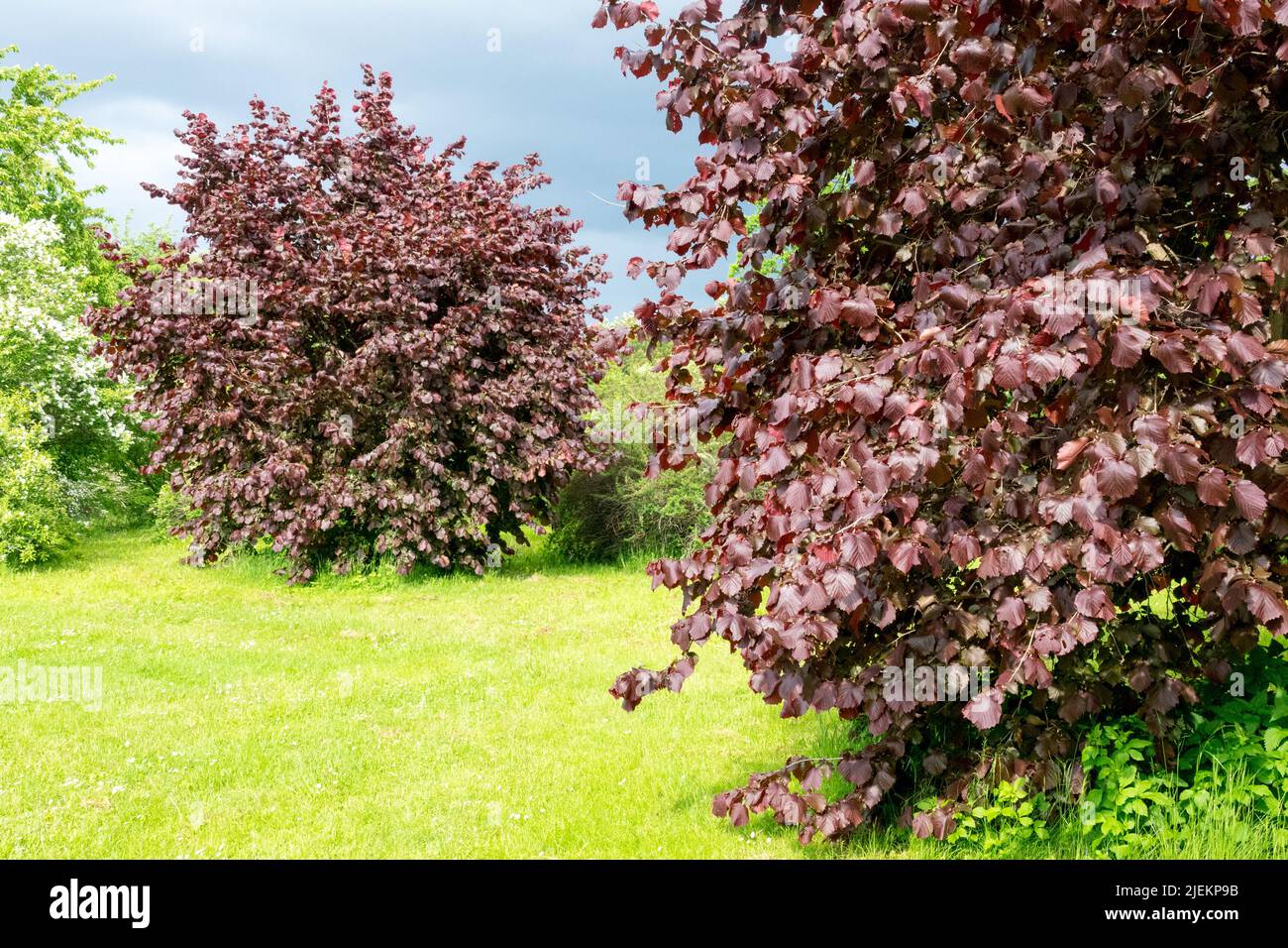 Türkischer Haselnussbaum Corylus colurna 'Granat' Türkische Filbertbäume im Garten Stockfoto
