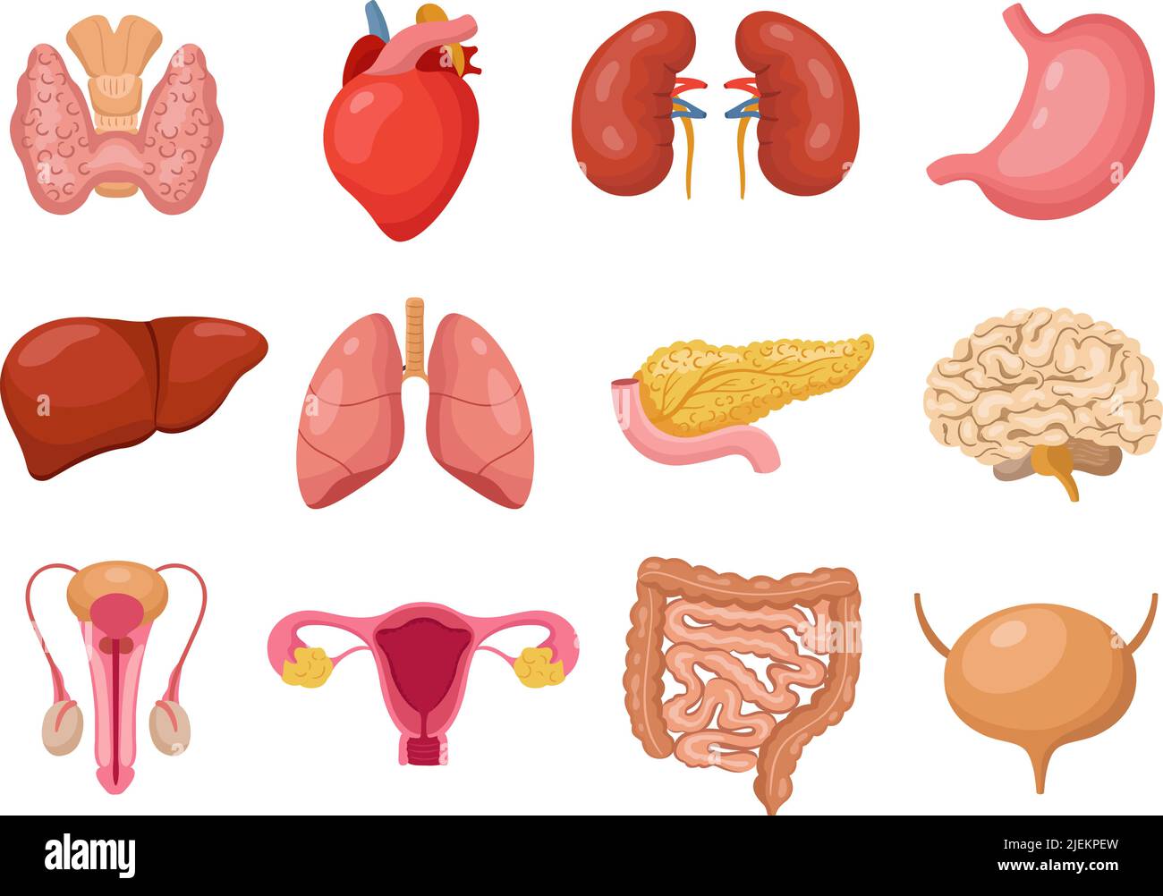 Menschliche innere Organe. Isoliertes anatomies Organ des Menschen. Cartoon Medizin Körperelemente. Schilddrüsenlunge und Herz, männliche weibliche Fortpflanzungsorgane Stock Vektor