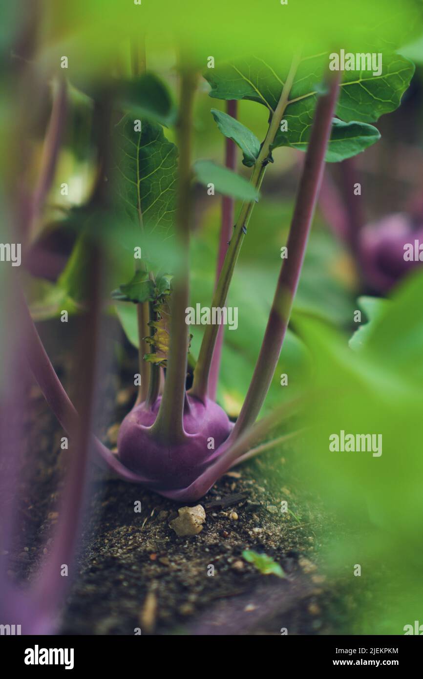 Roter Kohlrabi, der im Hochbett wächst. Hochwertige Fotos Stockfoto