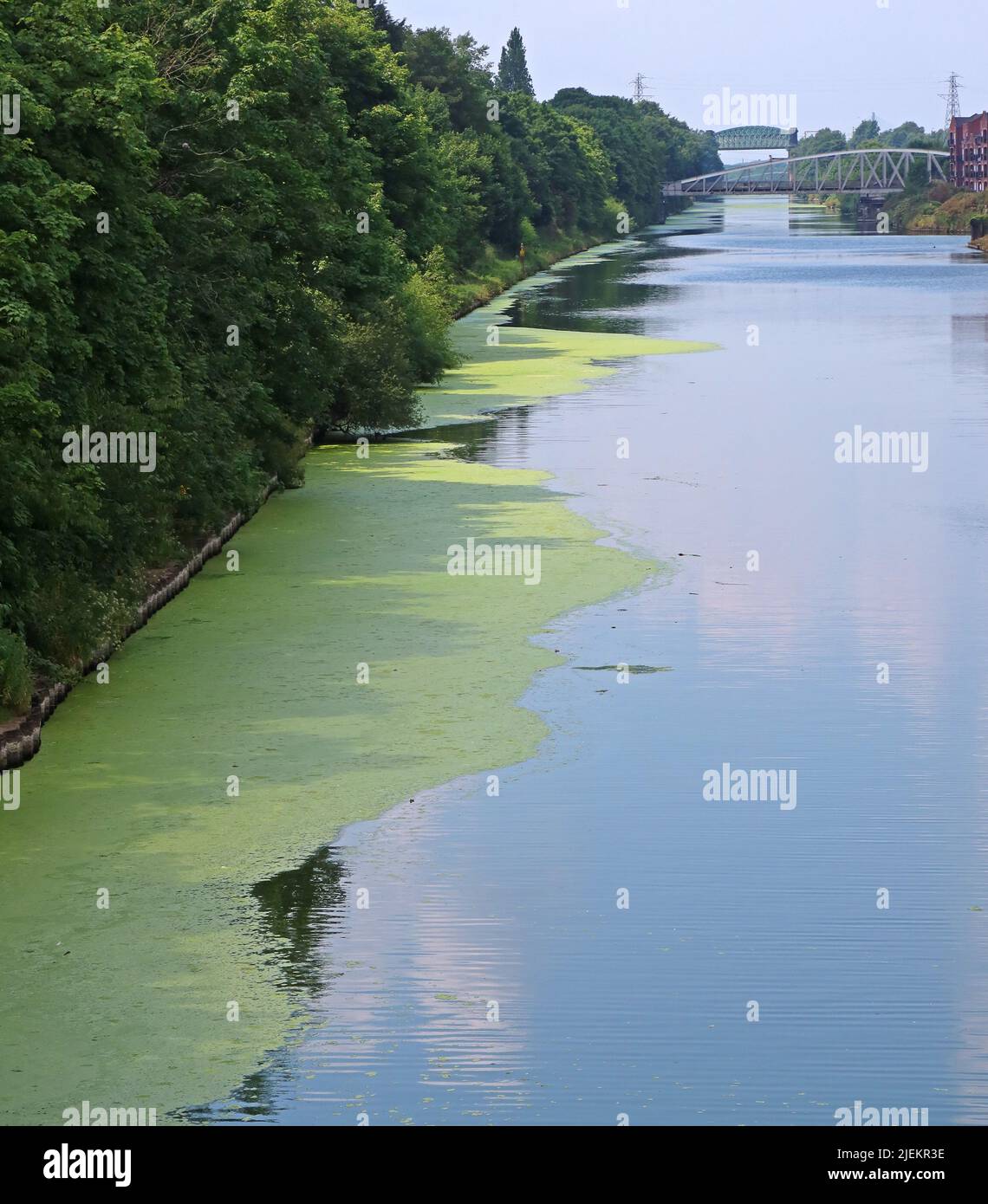 Algal , Algen blühen im Manchester Ship Canal, London Road Swingbridge (A49), Stockton Heath, Warrington, Cheshire, England, UK, WA4 6RW Stockfoto