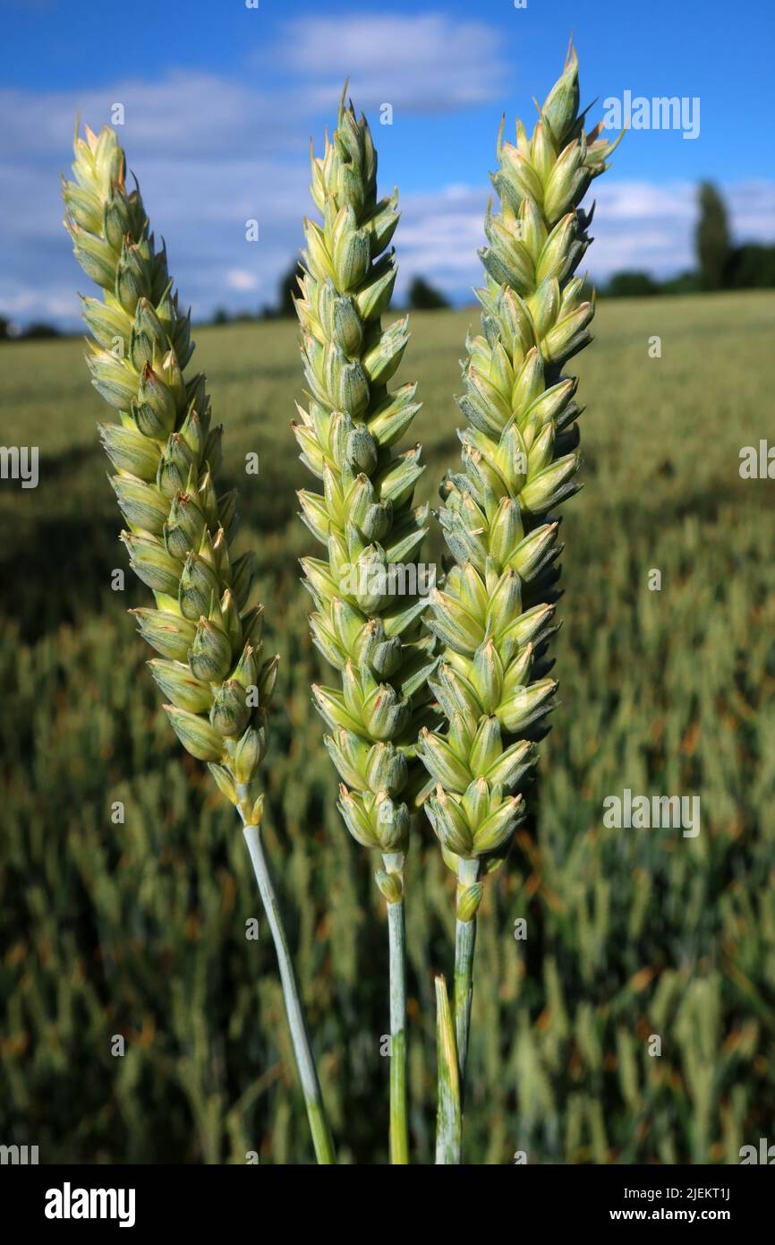 Gerstenfelder bereit zur Ernte, Grappenhall Village, Warrington, Cheshire, England, UK, WA4 3EZ Stockfoto