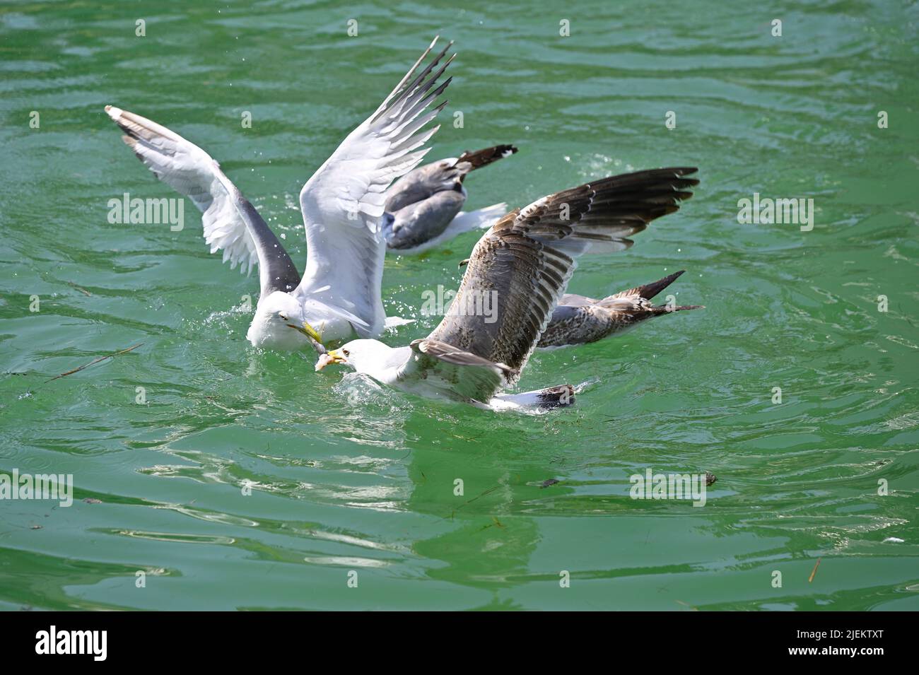 Caorle, Italien. Fischereihafen in Caorle. Bullen (Larus michahellis) im Fischereihafen Stockfoto