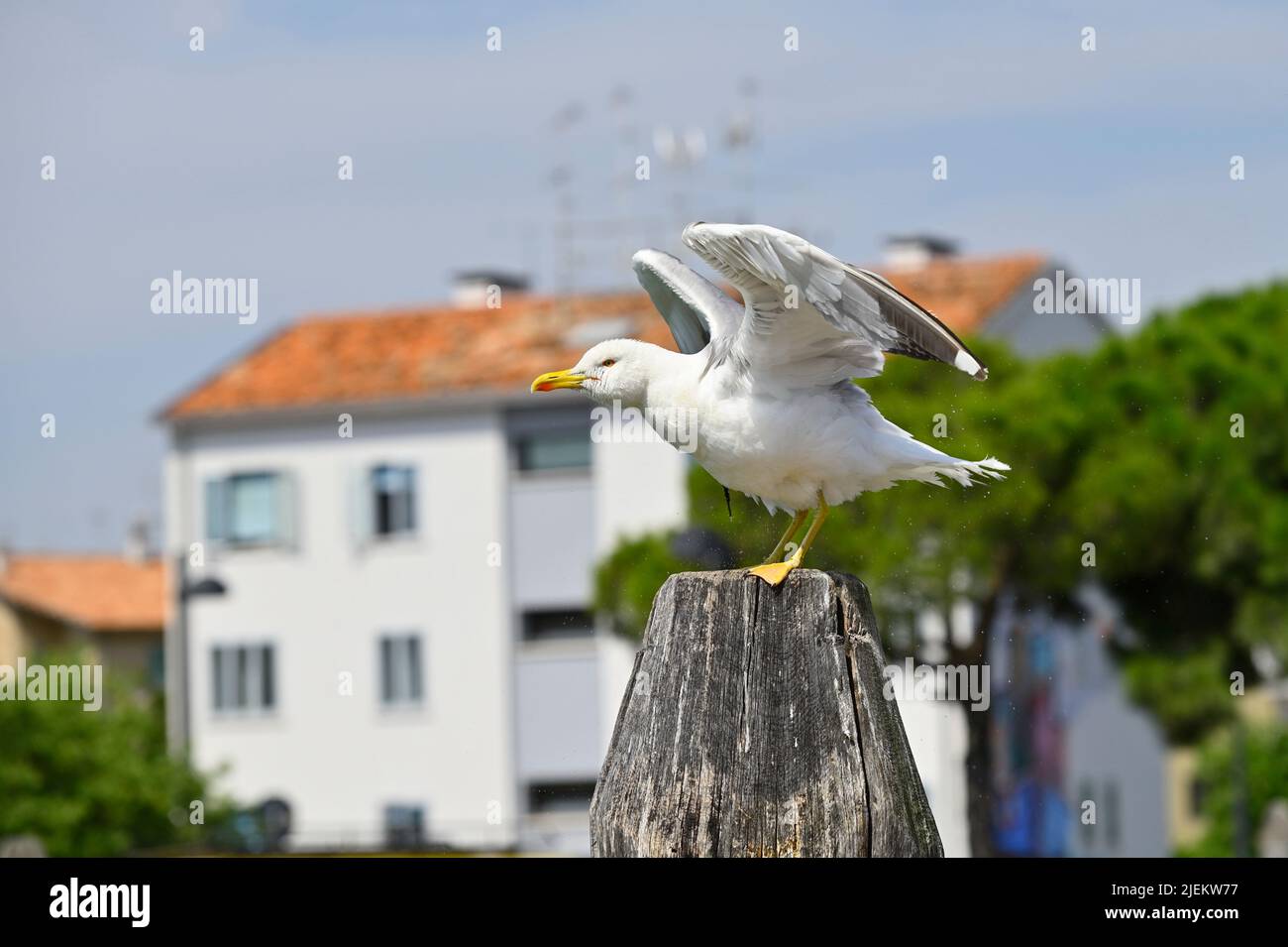 Caorle, Italien. Fischereihafen in Caorle. Bullen (Larus michahellis) im Fischereihafen Stockfoto