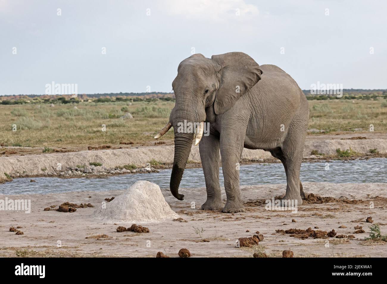 Elefant am Wasserloch bei Nxai Pan Botswana Stockfoto