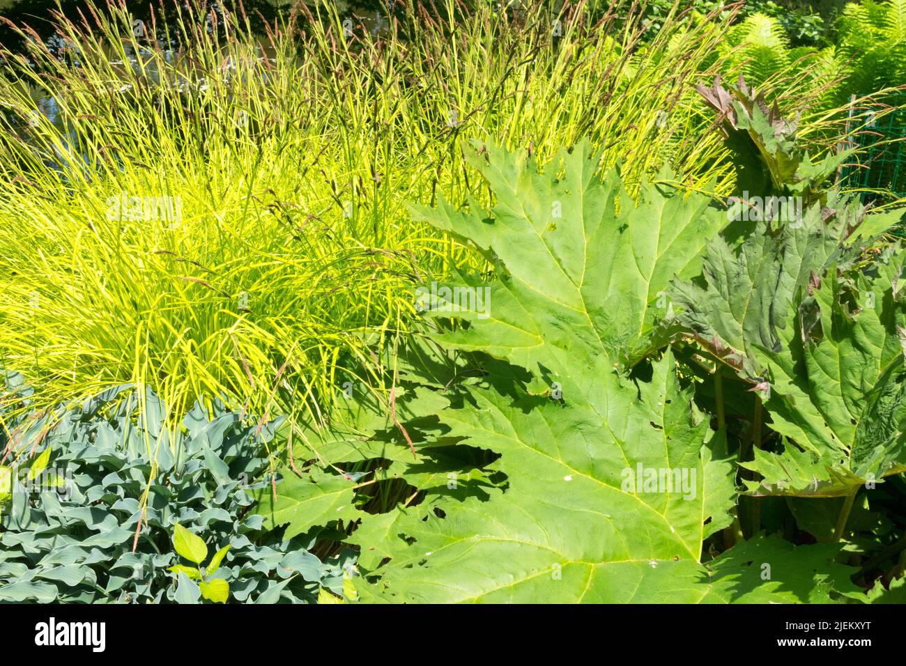 Carex elata 'Aurea', Ziergras im Garten, Rheum palmatum 'Atrosanguineum' große Blätter Pflanzen Stockfoto