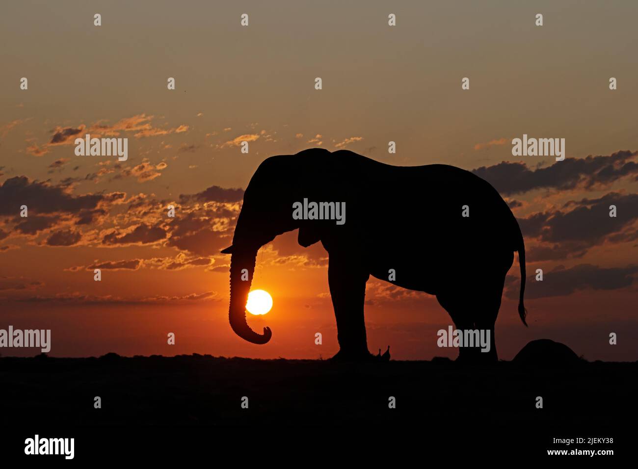 Elefant bei Sonnenuntergang am Nxai Pan Waterhole Botswana Stockfoto