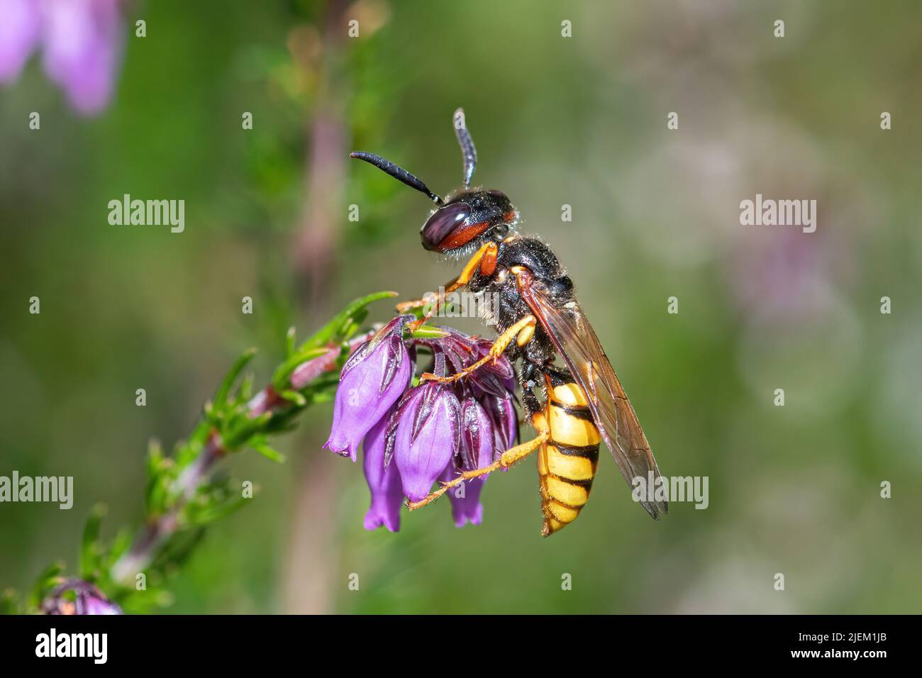 Europäischer Bienenwolf (Philanthus triangulum), eine einsame Wespenart, auf Glockenheide auf sandiger Heide in Surrey, England, Großbritannien Stockfoto