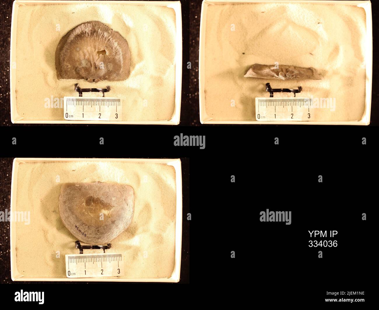 Rafinesquina alternata (Conrad, 1838). Stockfoto