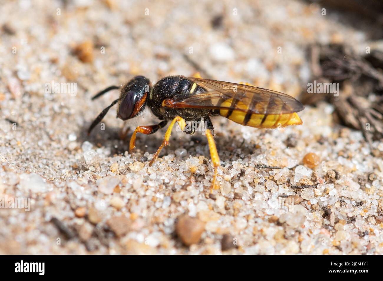 Europäischer Bienenwolf (Philanthus triangulum), eine einsame Wespenart auf sandiger Heide in Surrey, England, Großbritannien Stockfoto