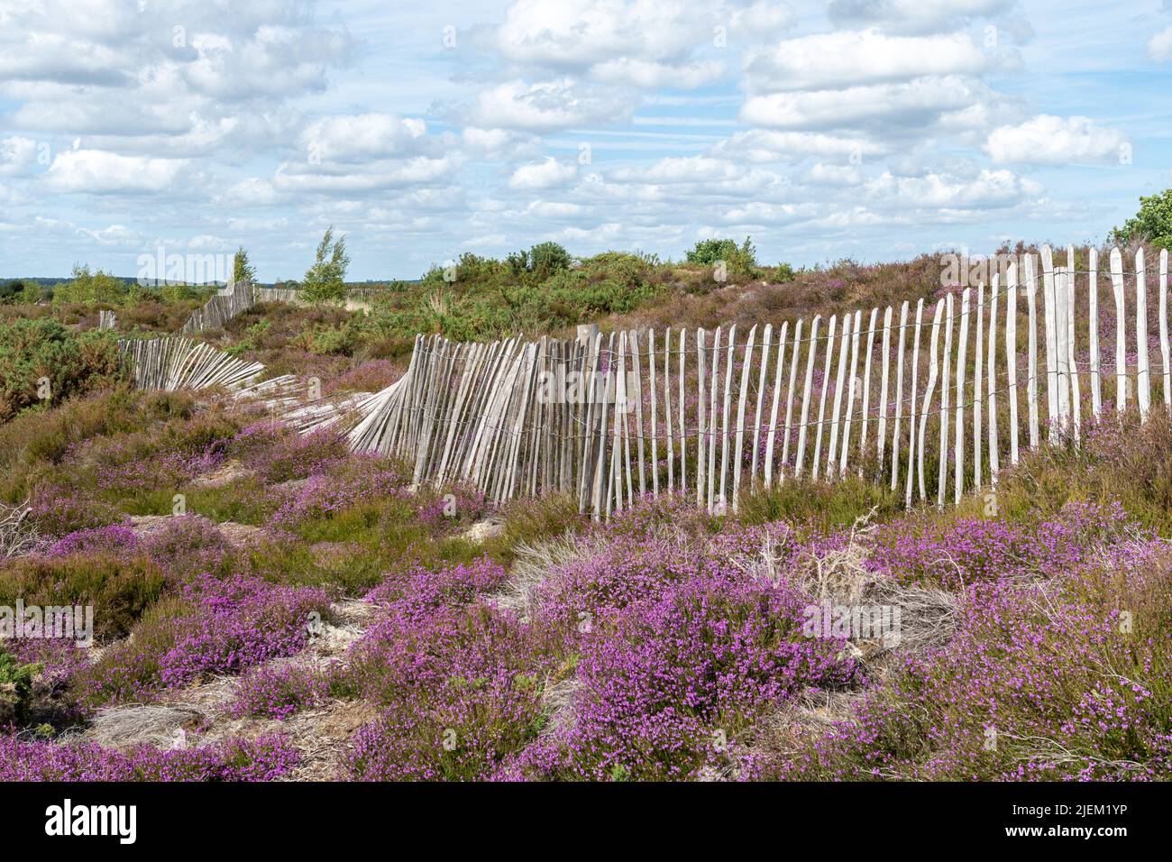 Die Kings Ridge Barrows auf Frensham Common, antike Grabhügel aus der Bronzezeit, geplante antike Monumente in Surrey, England, Großbritannien Stockfoto