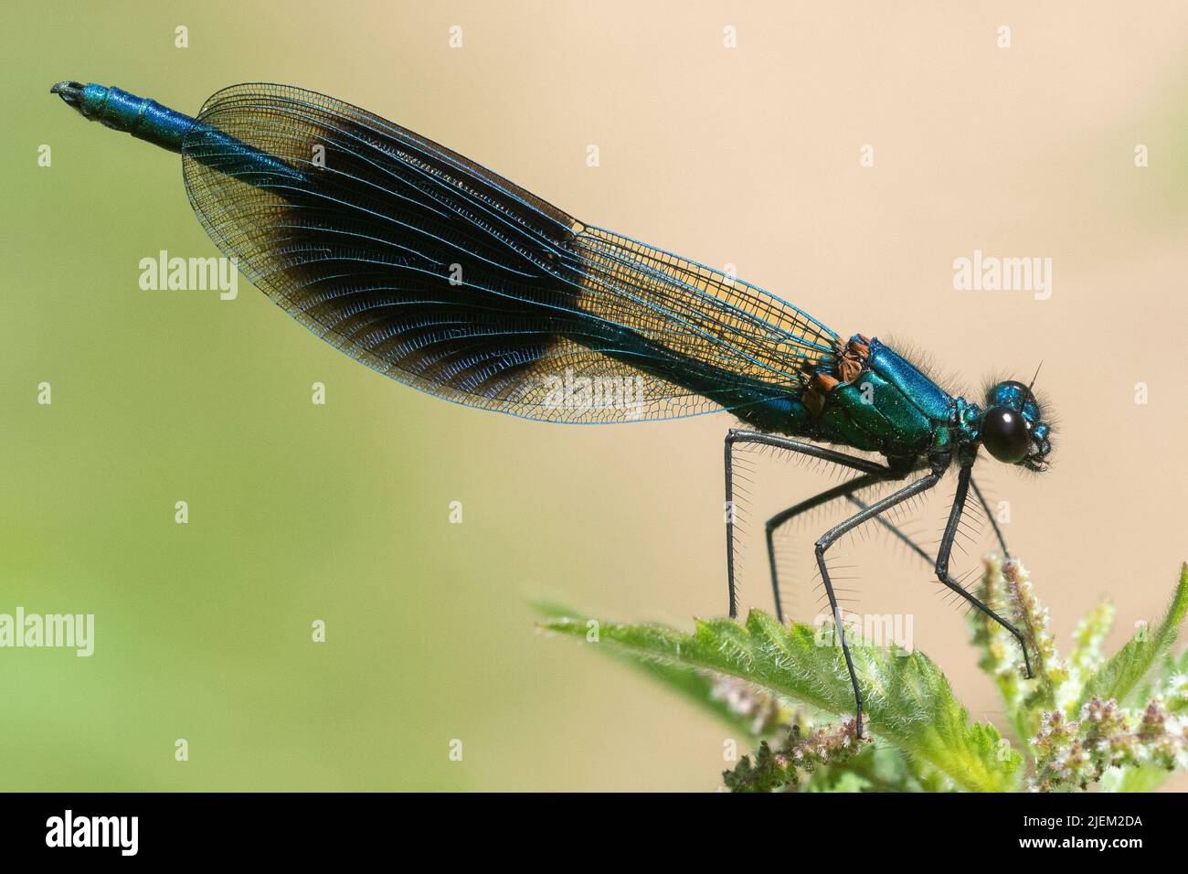 Banded demoiselle bei Testwood Lakes, Totton, Hampshire, Großbritannien Stockfoto