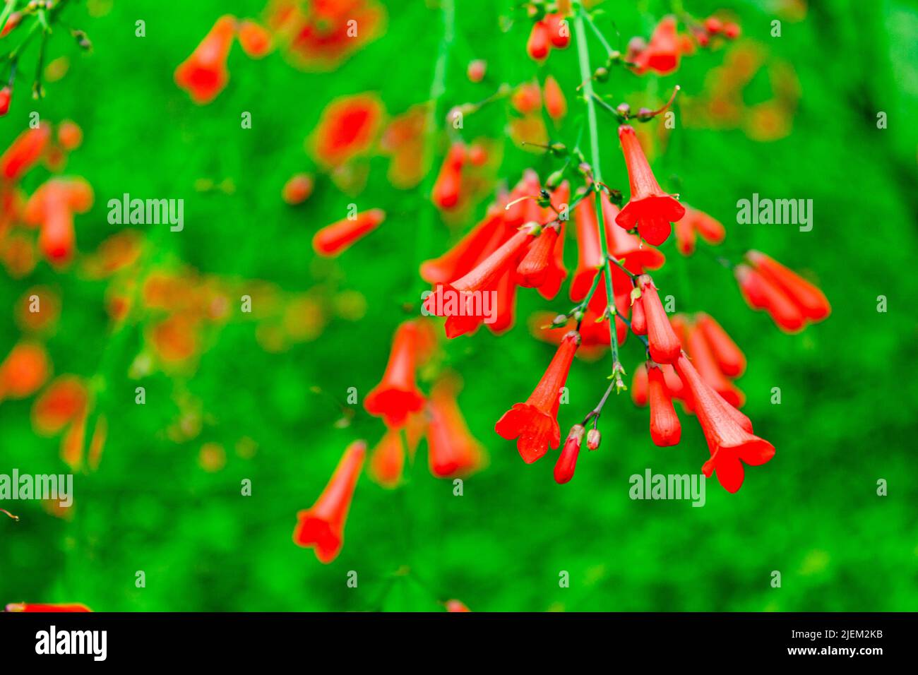 Eine rote Feuerwerkskörper-Pflanze, Russelia equisetiformis Stockfoto