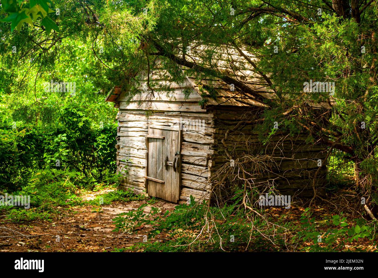 Ein verlassener Schuppen im Wald Stockfoto