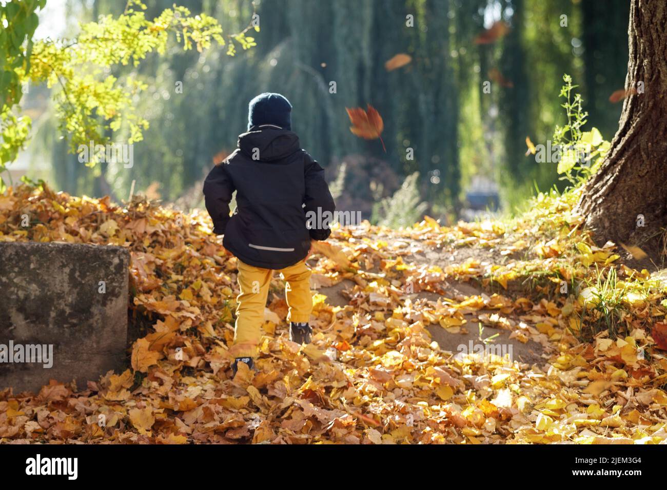 Kleiner Junge in einem sonnigen Herbstpark, der zwischen den fallenden gelben Blättern spazierengeht. Zurück zur Schule. Selektiver Fokus. Stockfoto