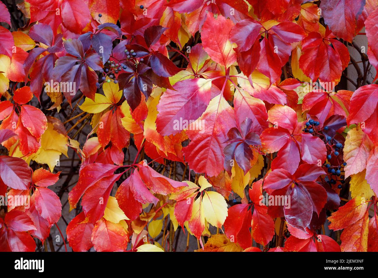 Herbstblätter von Bostoner Efeu oder japanischem Creeper (Parthenocissus tricuspidata). Stockfoto