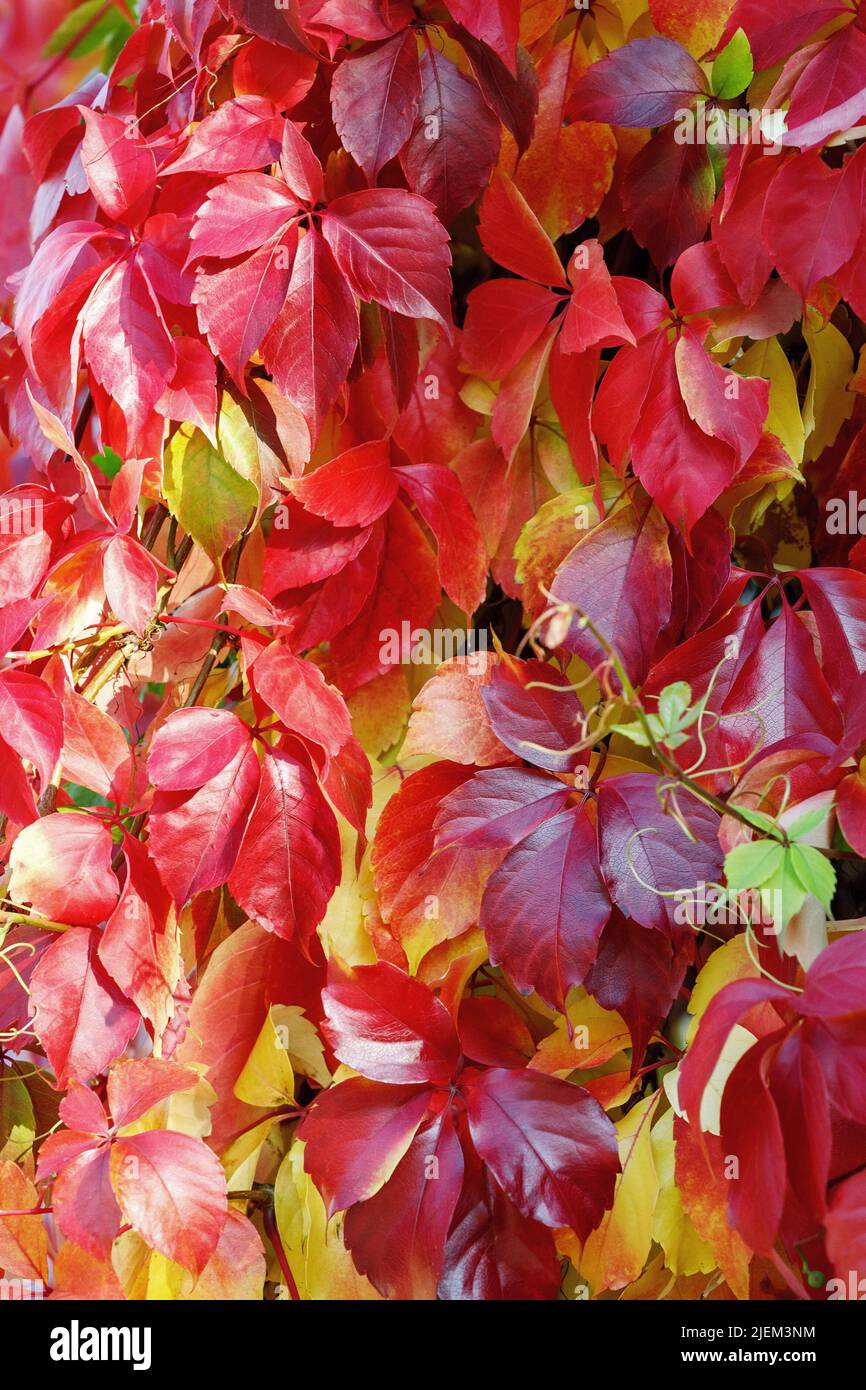Herbsthintergrund mit mehrfarbigen Blättern von Parthenocissus. Stockfoto