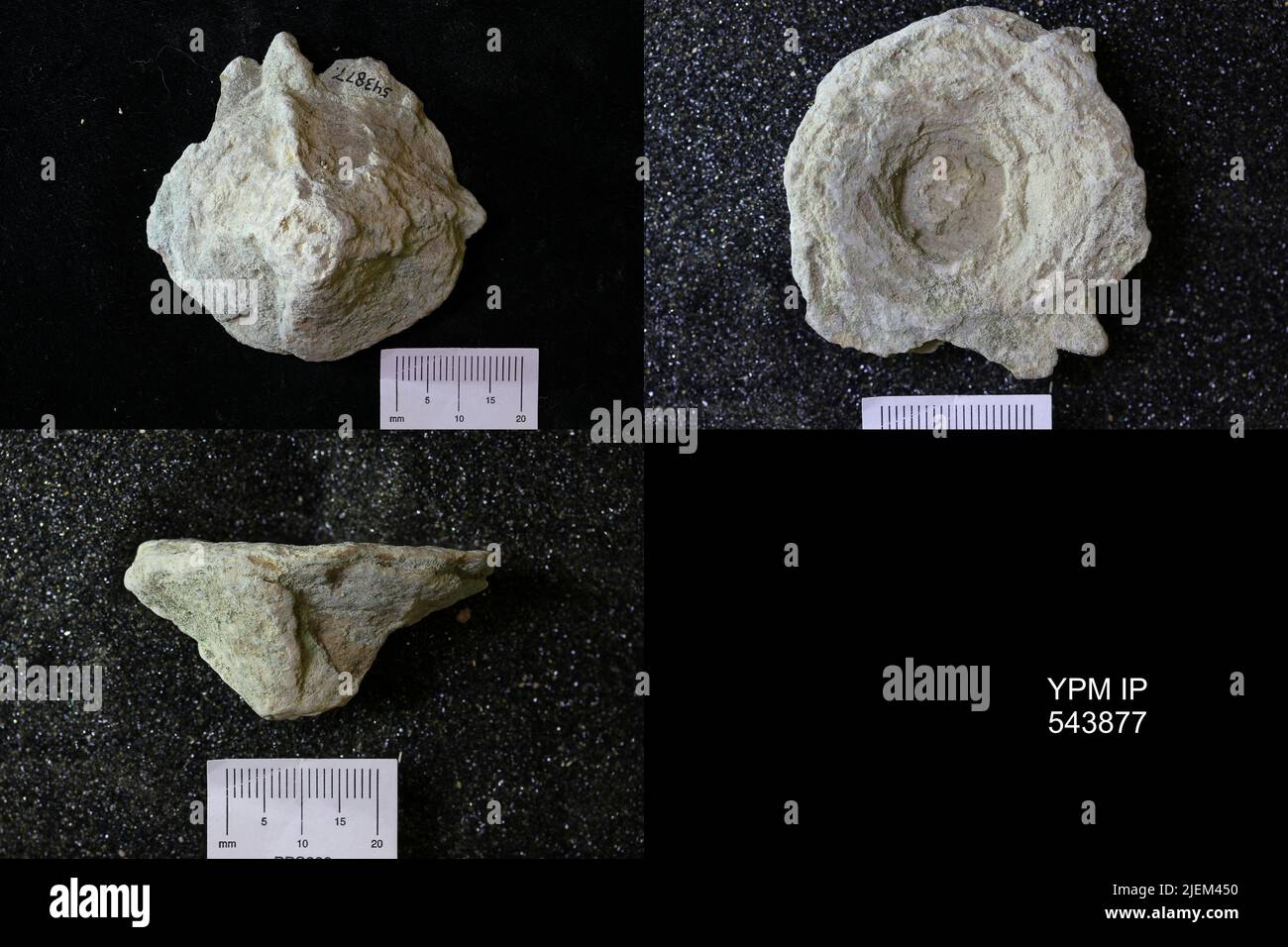 Ichnofossil. Stockfoto