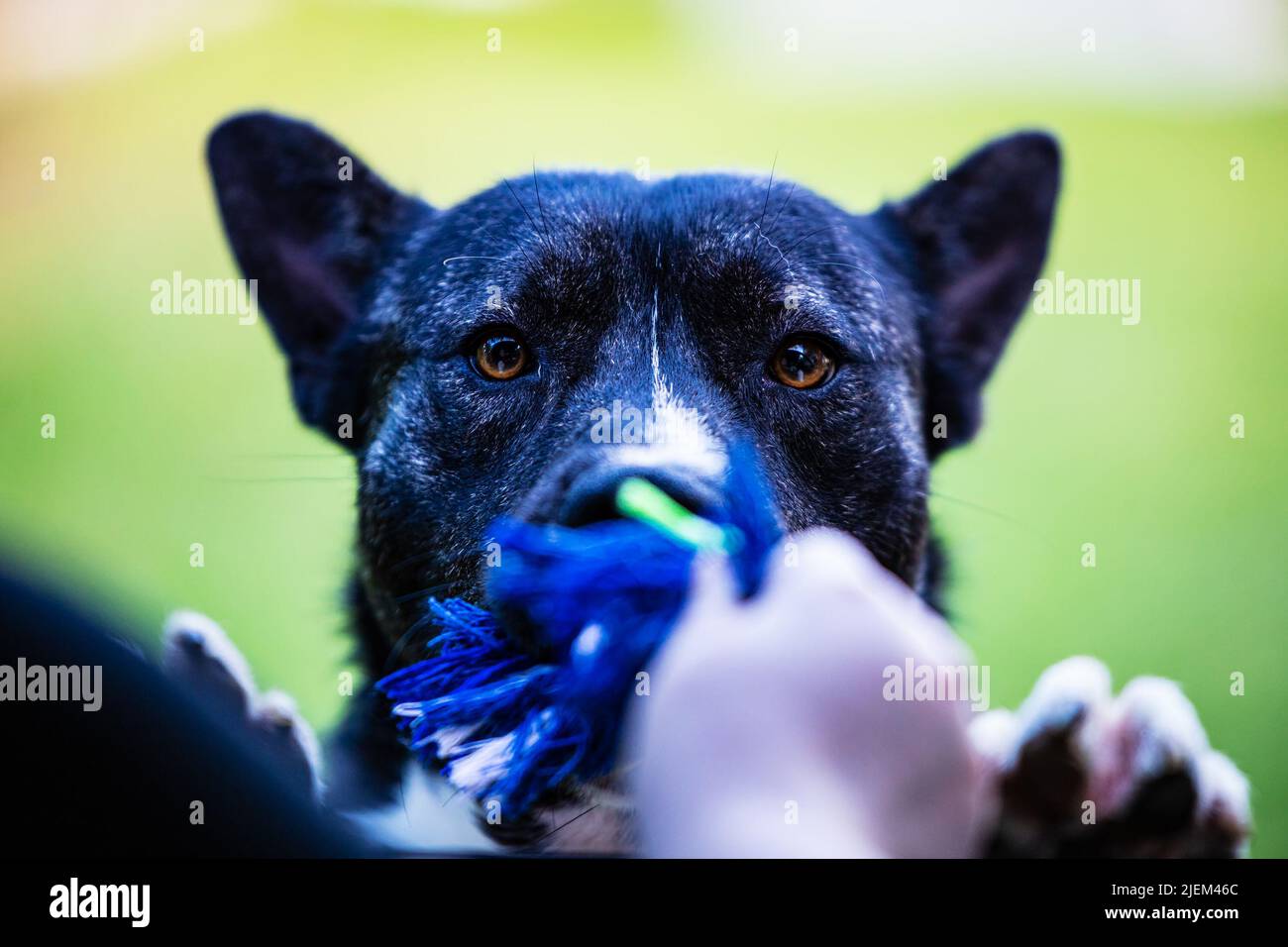 Schöner schwarz-weißer akita-Mutthund. Gemischt und Cross-Breed. Tier- und Tierfotografie. Stockfoto