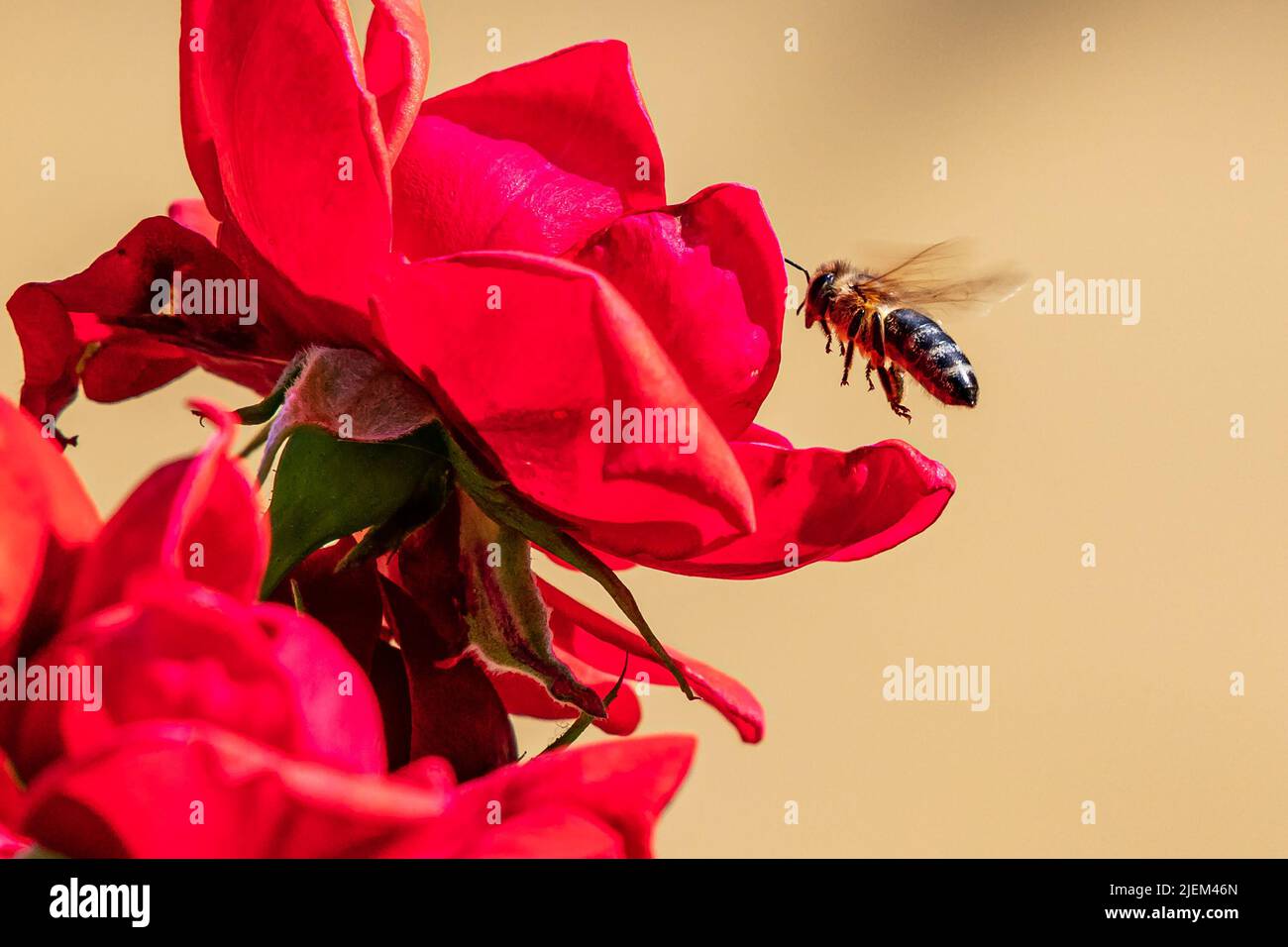 Biene und Blume. Nahaufnahme einer großen gestreiften Biene, die an einem sonnigen, hellen Tag Pollen auf der Blüte sammelt. Naturfotografie mit Insekten. Sommer und Frühling Stockfoto