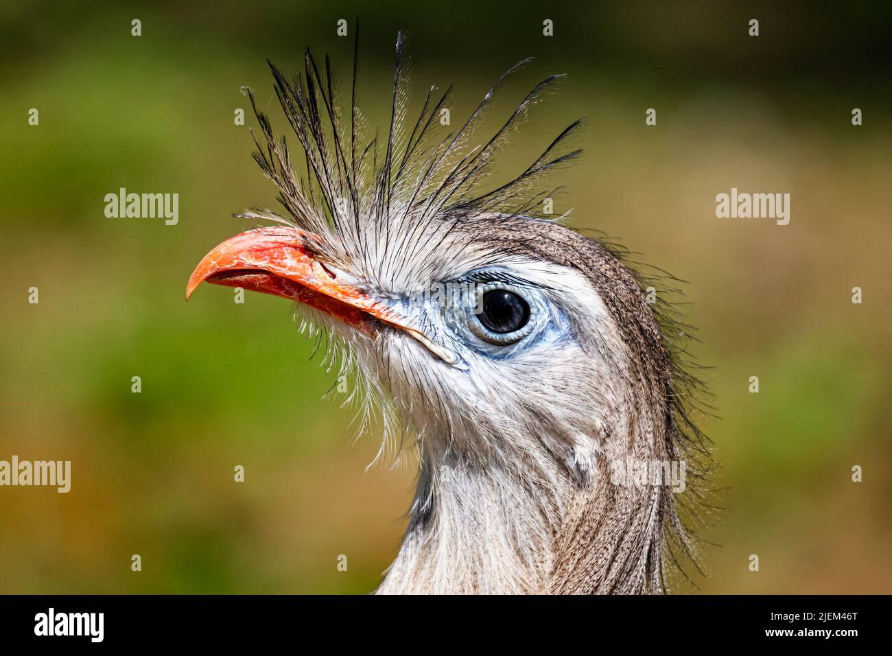 Rot-beiniges Seriema. Vögel und Vögel. südamerikanische Fauna. Wildtiere und Zoologie. Natur- und Tierfotografie. Stockfoto