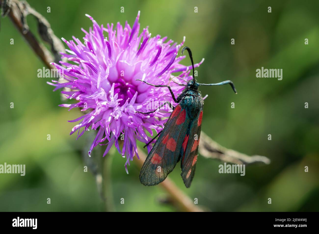 Six-spot Burnet Motte auf Scabious Blume Stockfoto