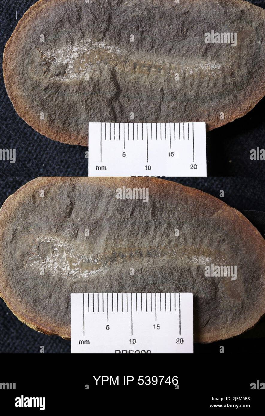 Esconites zelus Thompson & Johnson, 1977. Stockfoto