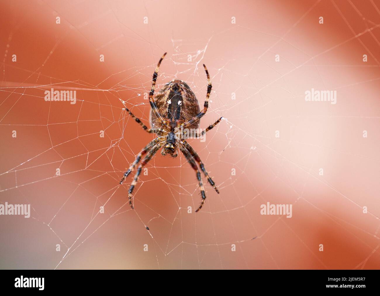 Nahaufnahme einer Spinne in einem Netz von unten, isoliert vor einem weiß-orangefarbenen Hintergrund. Gestreifter brauner und schwarzer Walnussweber Spider. Die Nuctenea Stockfoto