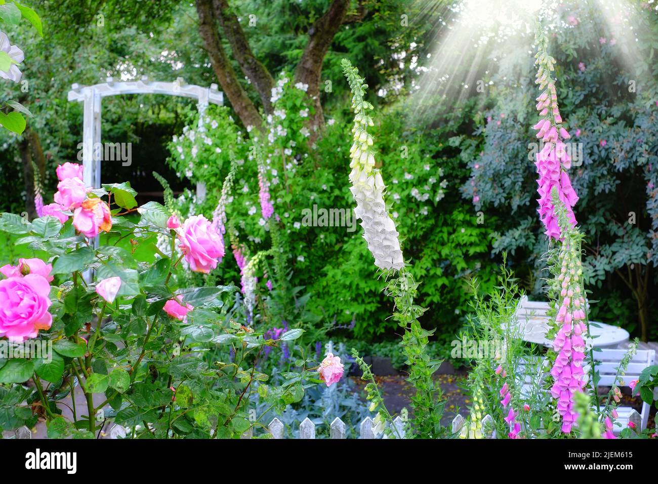 Lila Füchshandschuhe in voller Blüte in seiner natürlichen Umgebung im Sommer. Rosa Rosen wachsen im Garten in der Natur im Sommer. Blühende Pflanzen Stockfoto