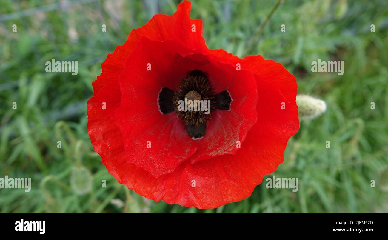 Ein roter Mohn im Gras. Andere Namen dieser Pflanze sind: Papaver rhoeas, Mohnblume, Maismohn, Maisrose, Feldmohn, Flanderns Mohn, Stockfoto