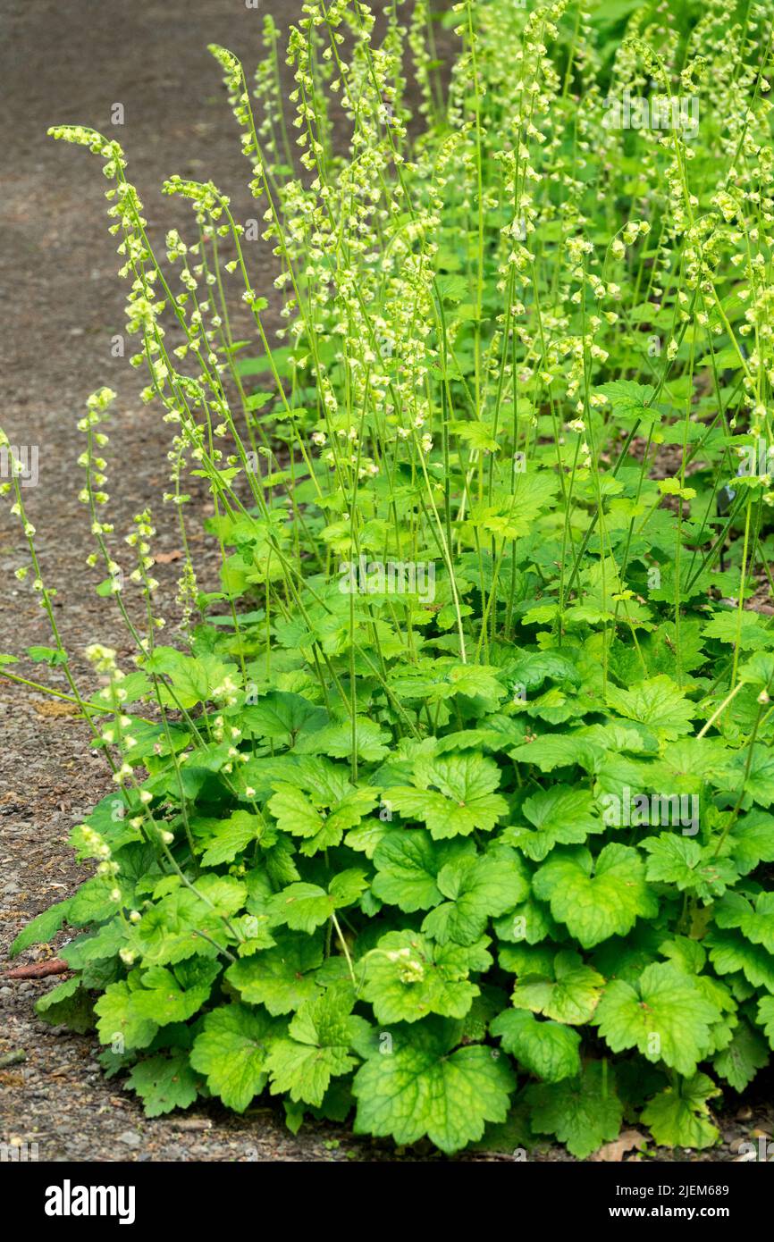 Tellima grandiflora, wächst im Garten Hardy, Mehrjährige, Pflanzen, Rand, Grenze Stockfoto