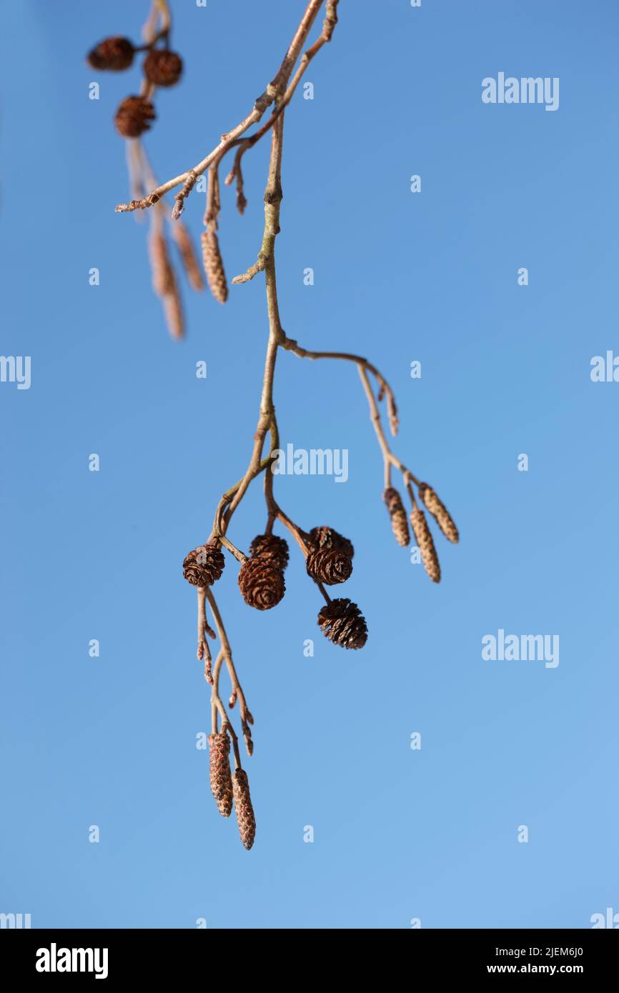 Nahaufnahme einer Gruppe von Kiefern, die an einem Ast an einer Kiefer hängen, die an einem Wintertag vor blauem Himmel und Hintergrund isoliert ist. Detailcluster Stockfoto