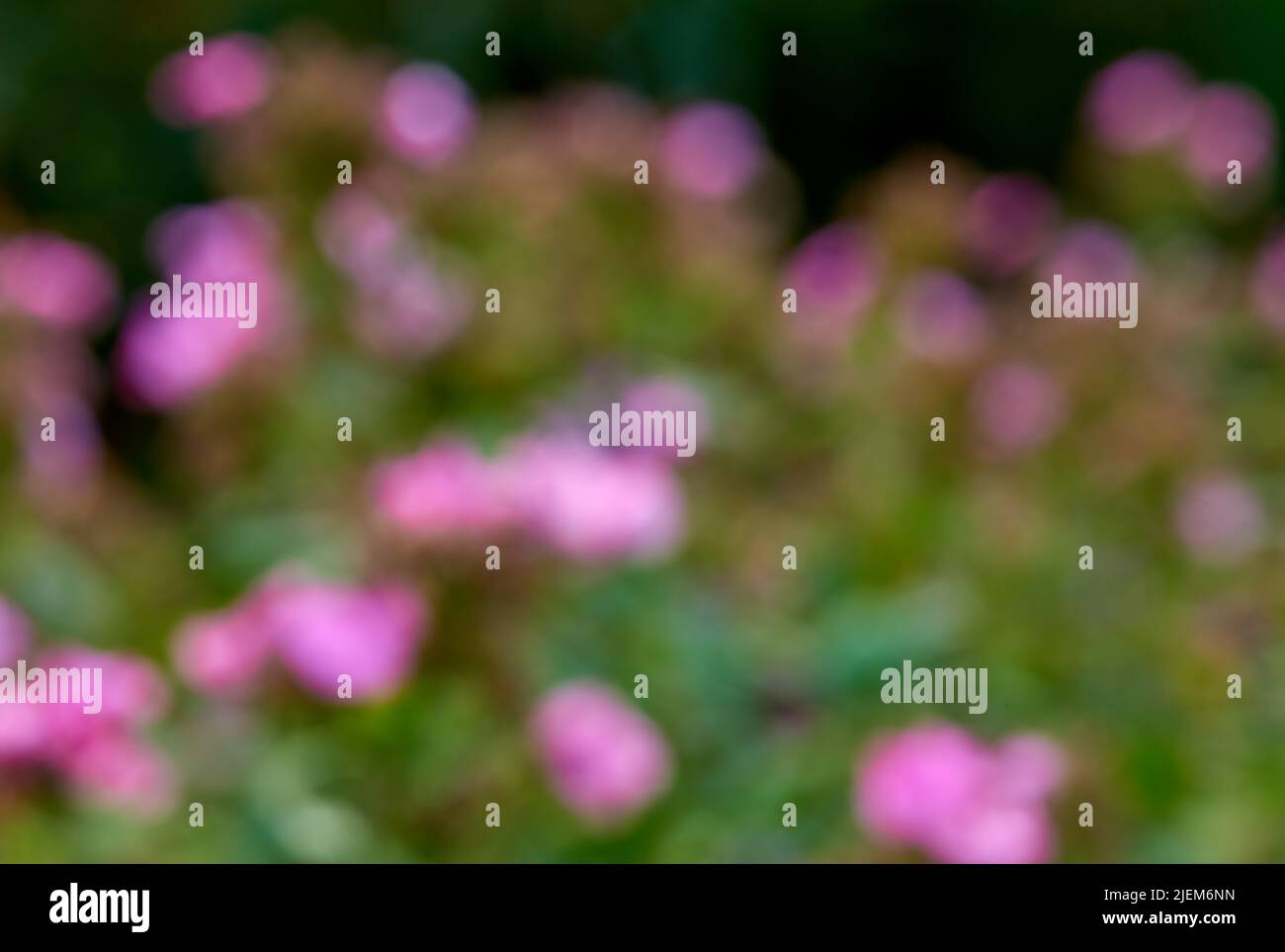 Verschwommener und unscharf getrübter Hintergrund mit Bokeh-Copyspace von lila blühenden Blumen, die im Garten zu Hause wachsen. Gruppe von frischen rosa Pflanzen auf einer Rose Stockfoto