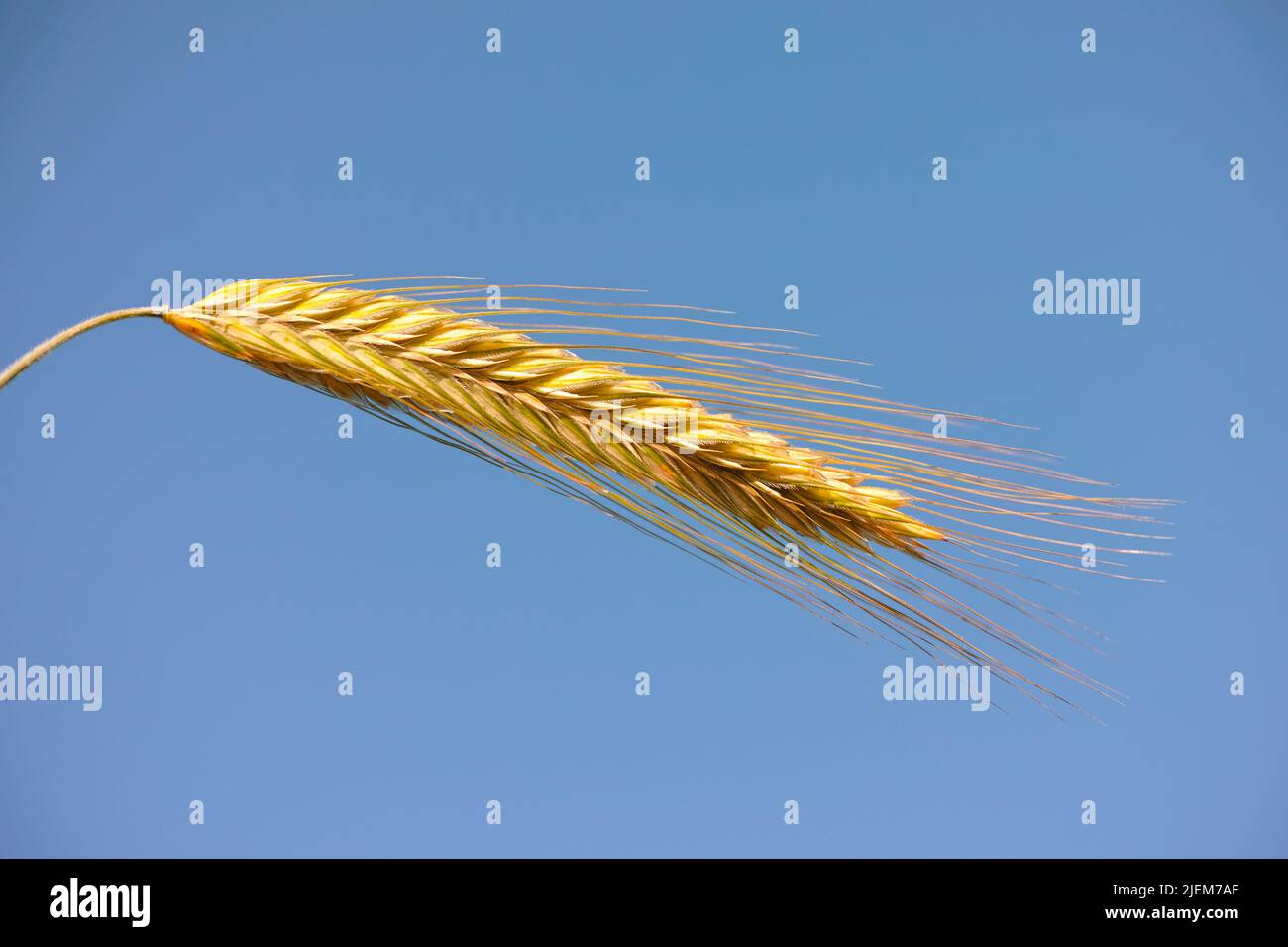 Nahaufnahme des Weizenkopfes auf dem blauen Himmel. Die Landwirtschaft produziert vor einem klaren Hintergrund. Eine Ähre aus angebautem organischem Getreide, getrocknetem Mais oder einer Gerste Stockfoto
