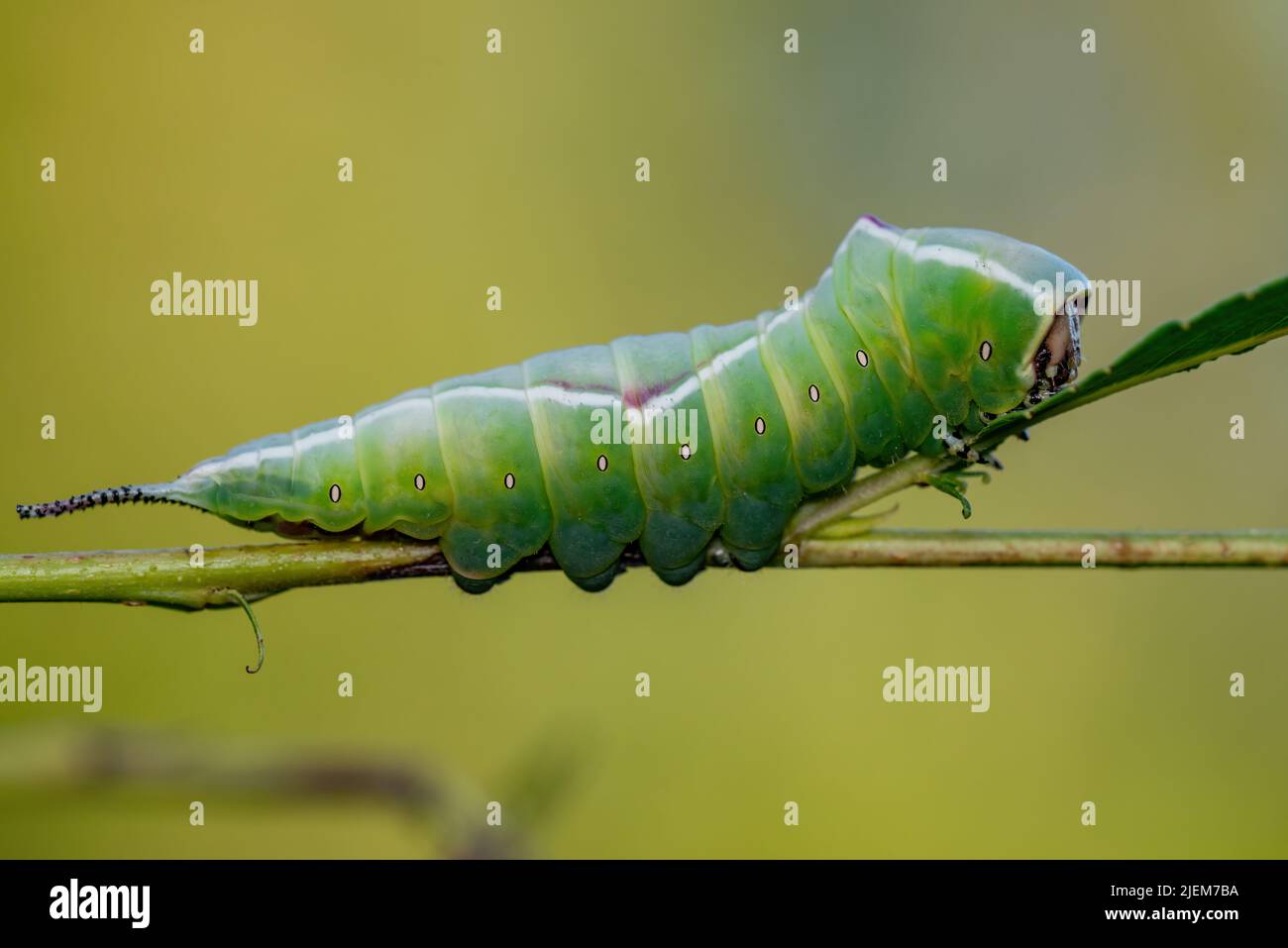 Cerura Vinula oder Puss Moth Caterpillar Macro Stockfoto Cerura Vinula oder Puss Moth Caterpillar Macro Stockfoto