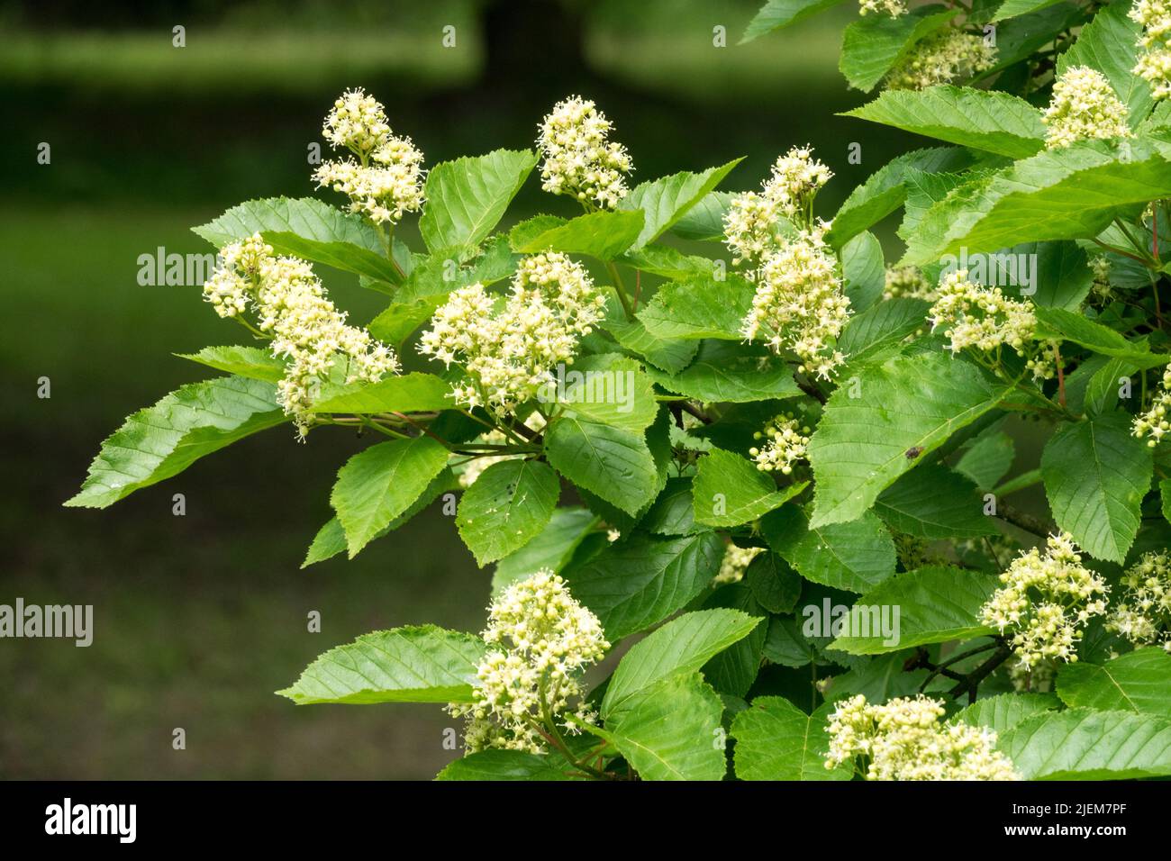 Blüte, Acer tataricum, Baum, Ahorn, Blüte, Weiße Blüten im Garten Stockfoto