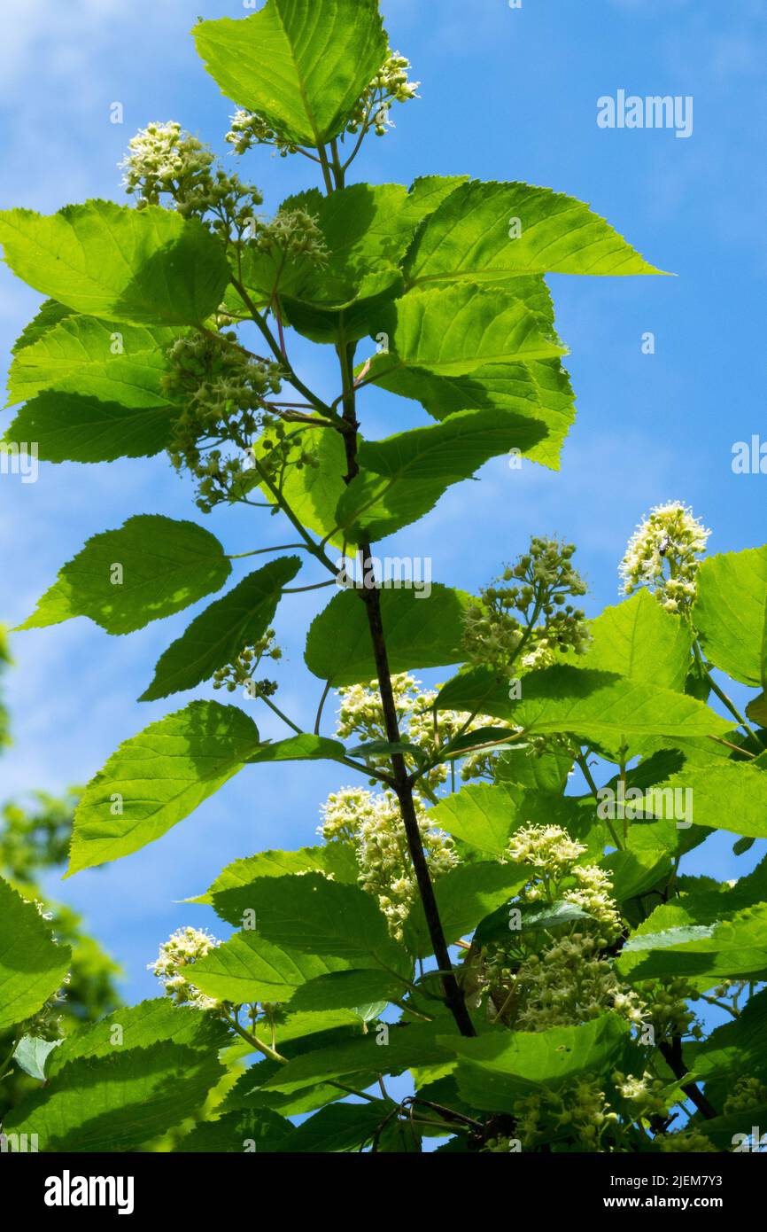 Acer tataricum Baum blühende Ahornblätter auf Zweig blüht Stockfoto