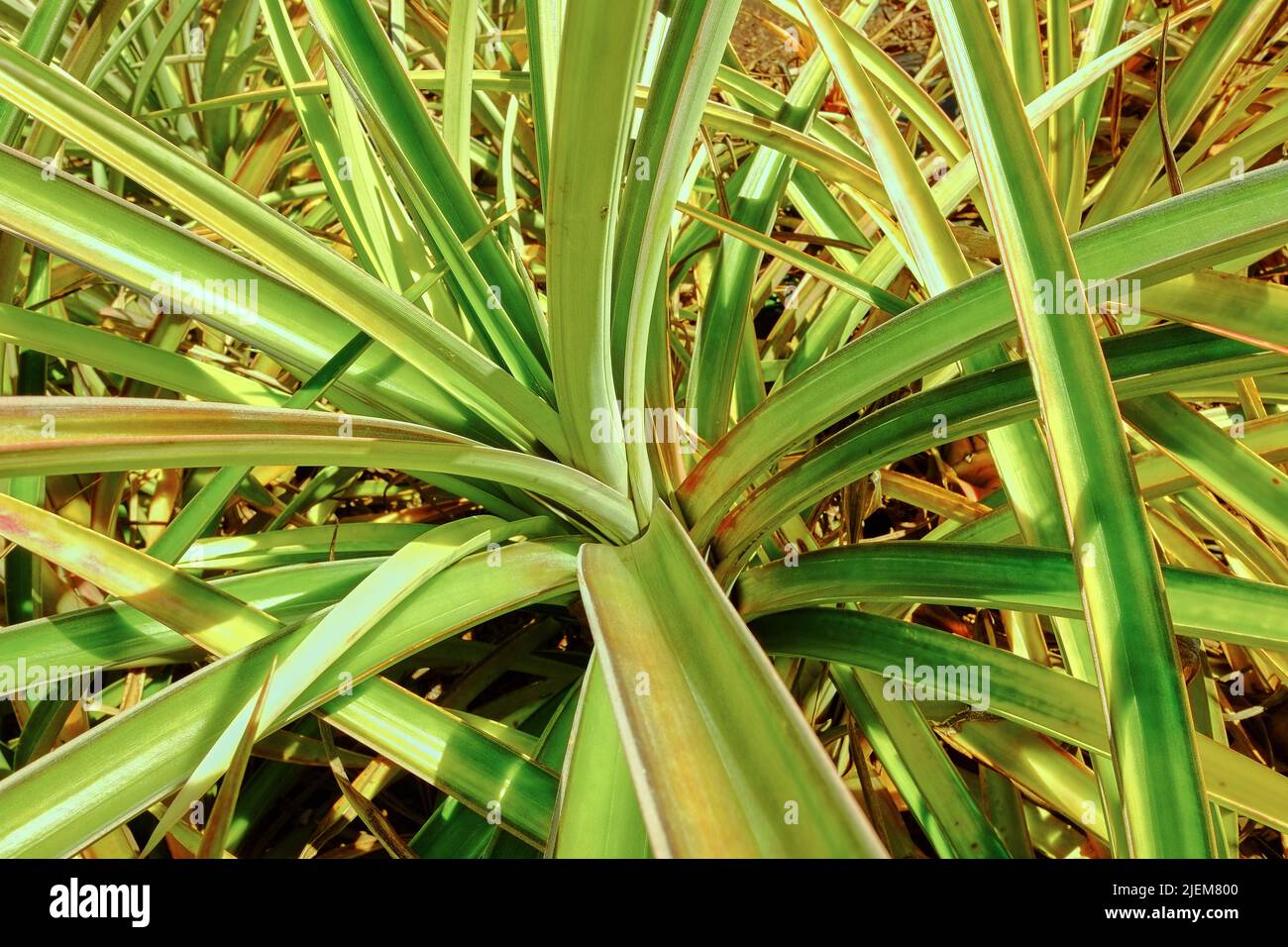 Nahaufnahme von grünen Pandanus veitchii Stielen und Blättern, die auf einem leeren Feld in Oahu, Hawaii, in den Vereinigten Staaten von Amerika wachsen. Verschiedene frische Schrauben Stockfoto