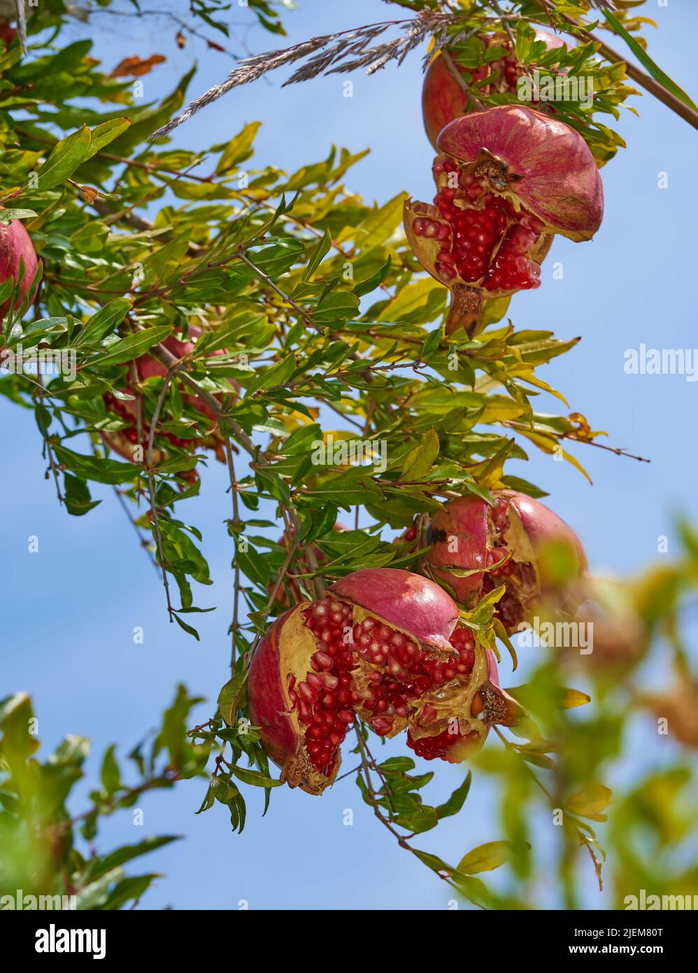Nahaufnahme eines reifen Granatapfels, der im Garten draußen am Ast hängt, während er vom blauen Himmel isoliert ist. Gruppe von frischen und gesunden Früchten wächst in der Stockfoto