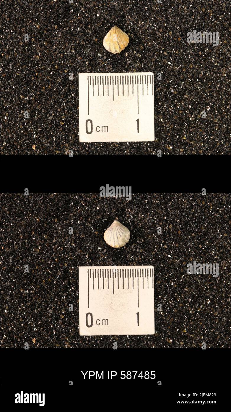 Camarotoechia whei Hall, 1863. Stockfoto