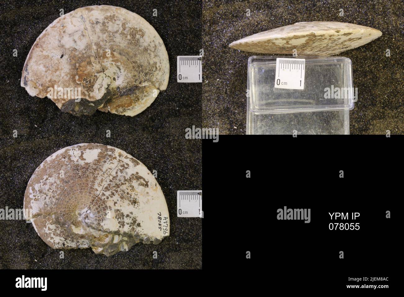 Sphenodiscidae. Stockfoto