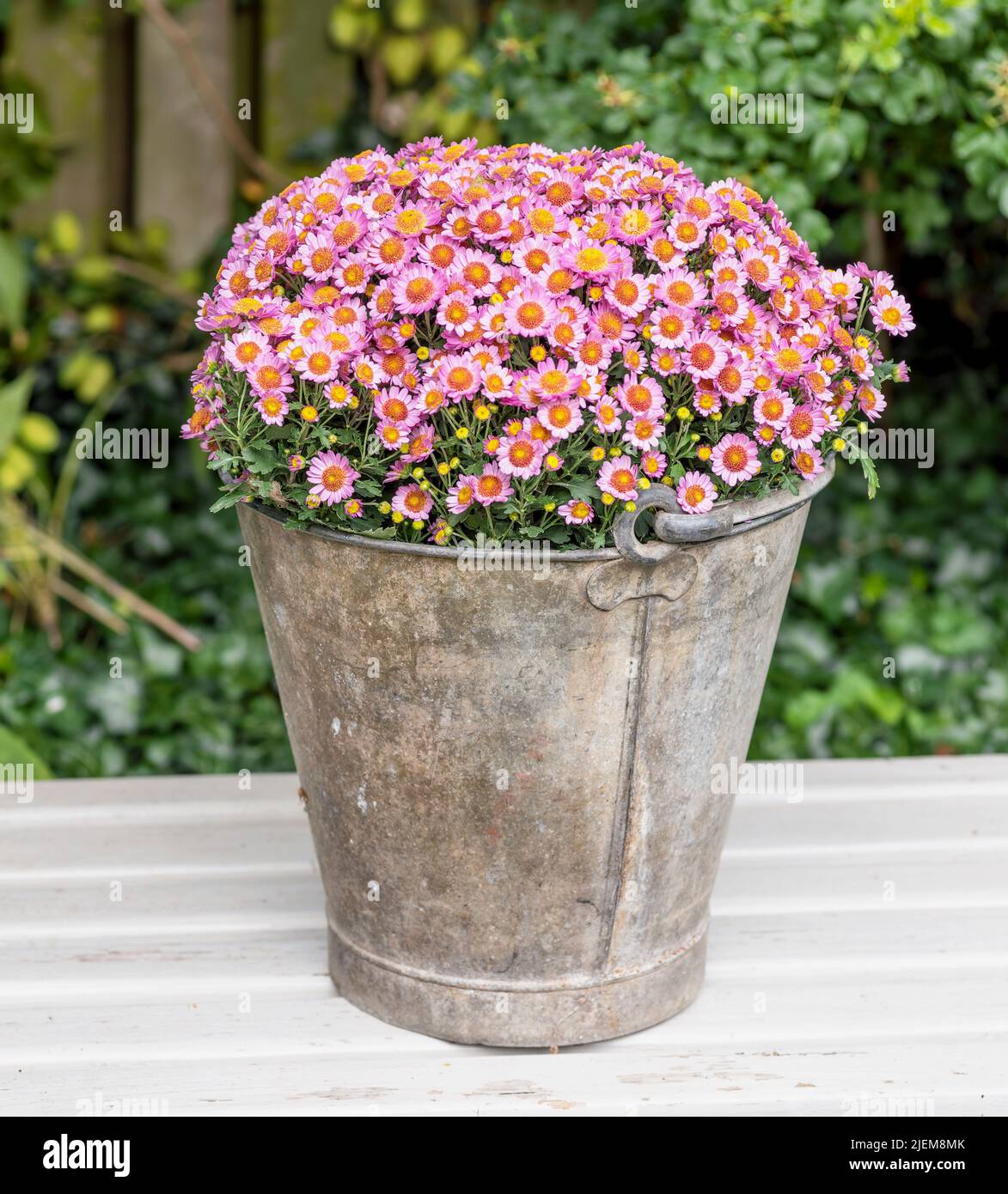 Schöne rosa Aster Alpinus oder alpine Aster Blumen blühen in einem ornamentalen Vintage Eimer auf einer Gartenterrasse an einem sonnigen Tag draußen. Farbenfroh Stockfoto