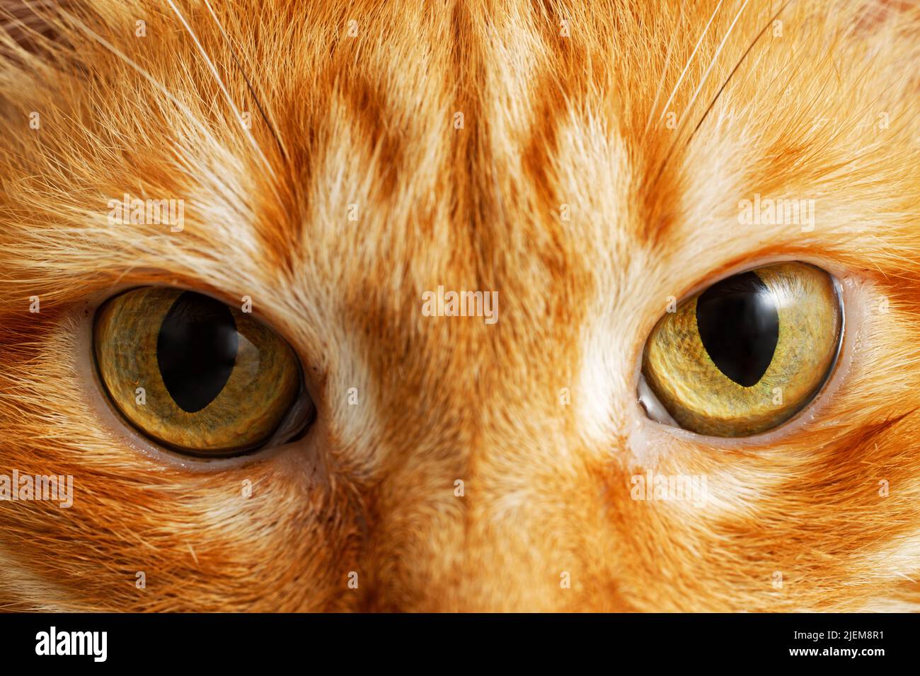 Gelbe Augen der Ingwer-Katze. Nahaufnahme. Stockfoto