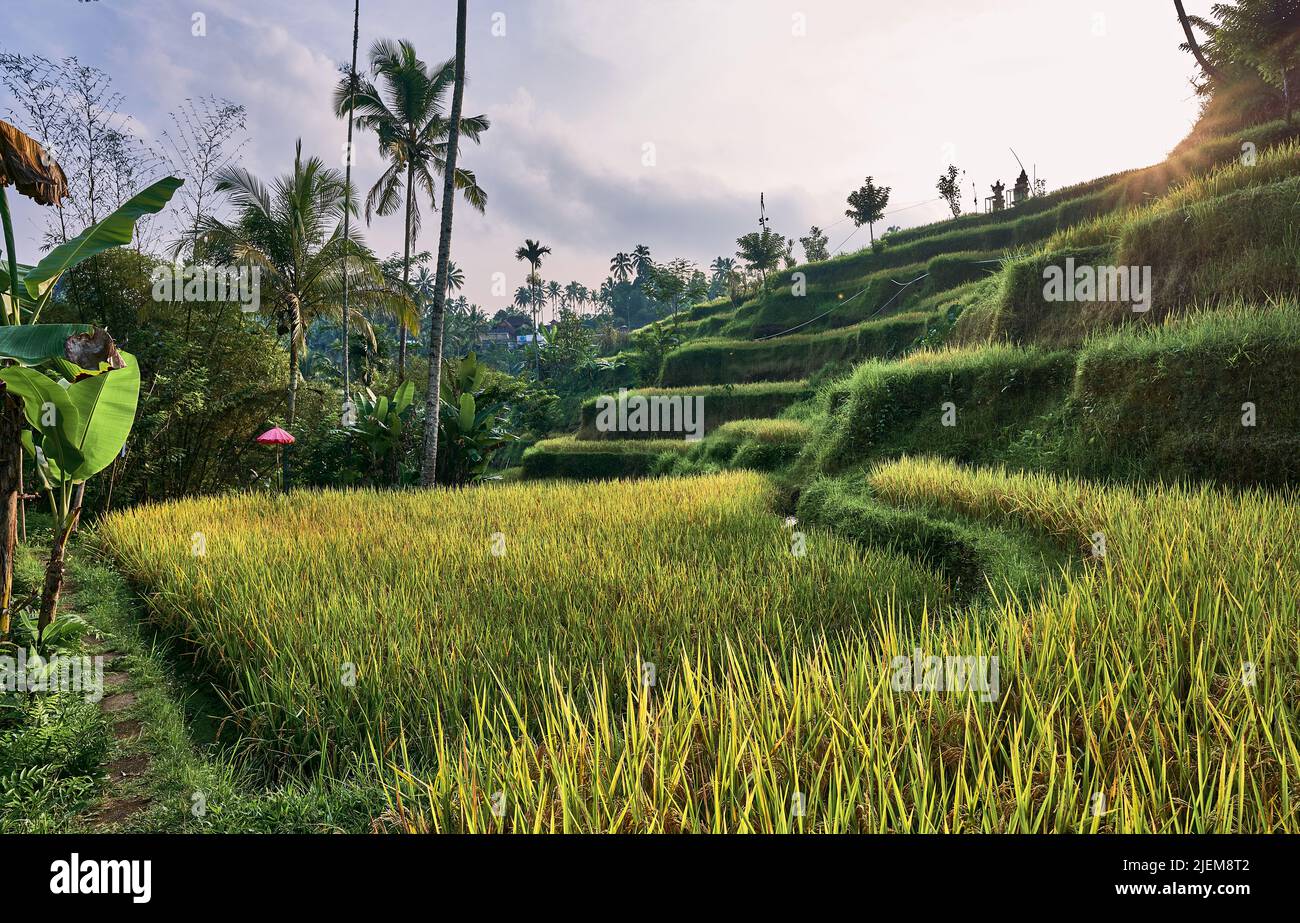 Tegallalang Reisterrasse in Bali Indonesien Stockfoto