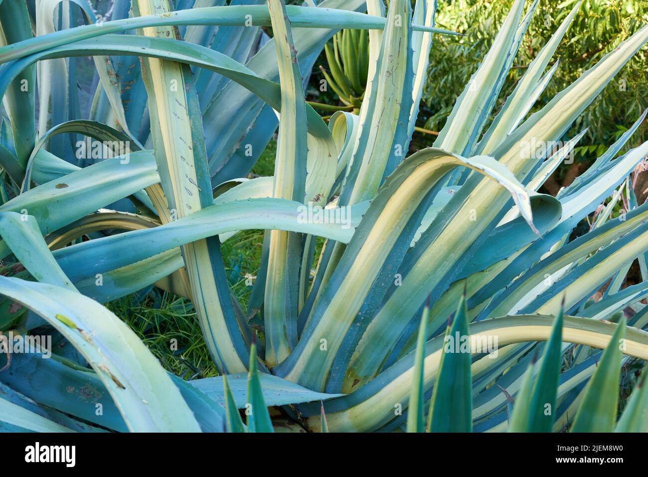Aloe Vera wächst in einem botanischen Garten im Freien an einem sonnigen Tag. Nahaufnahme einer grünen Agavenpflanze mit langen stacheligen Blättern, die mit Gel mit Heilung gefüllt sind Stockfoto