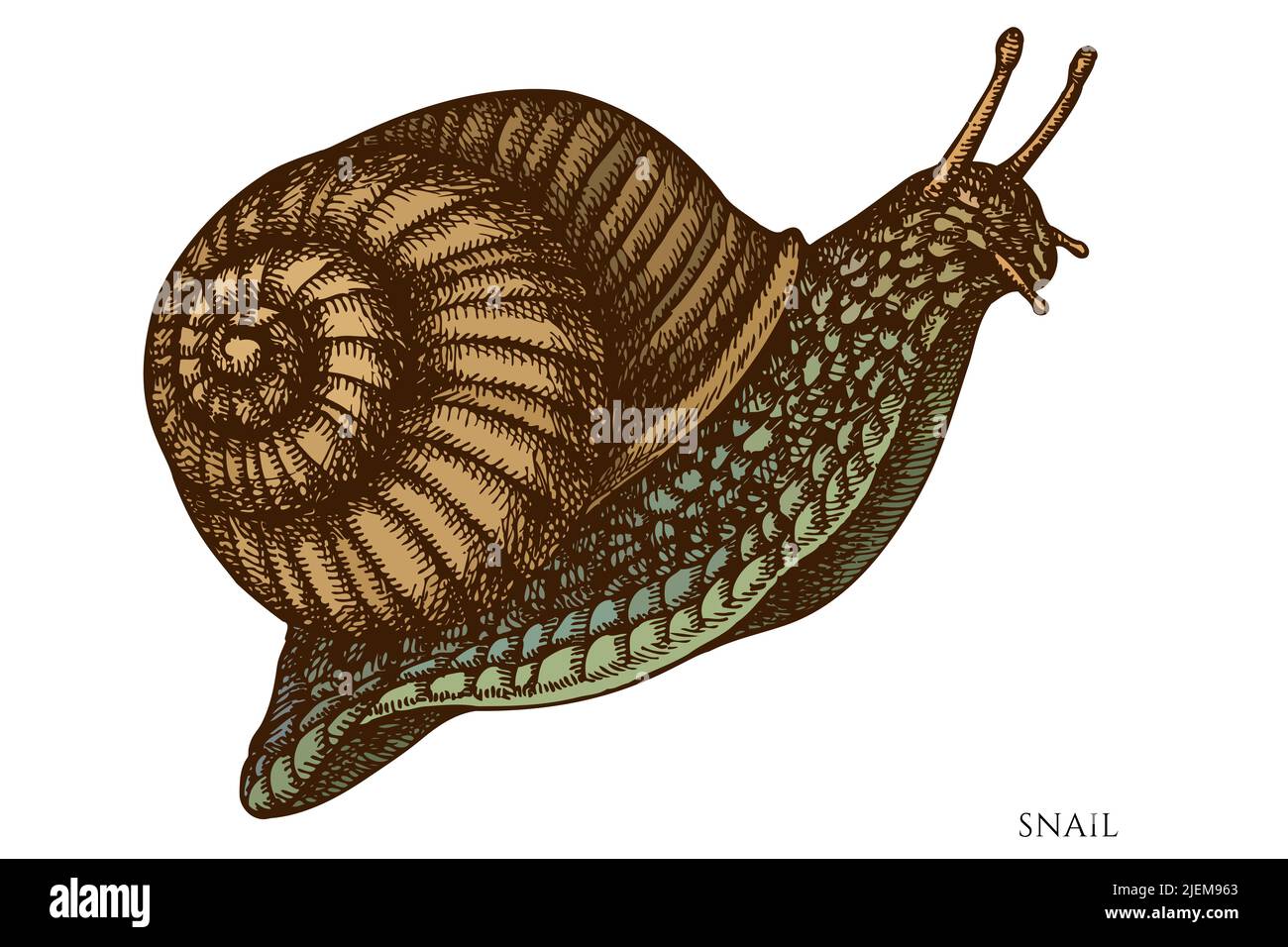 Geheimnisvolle Wald handgezeichnete Vektor-Illustrationen-Kollektion. Farbige Schnecke. Stock Vektor