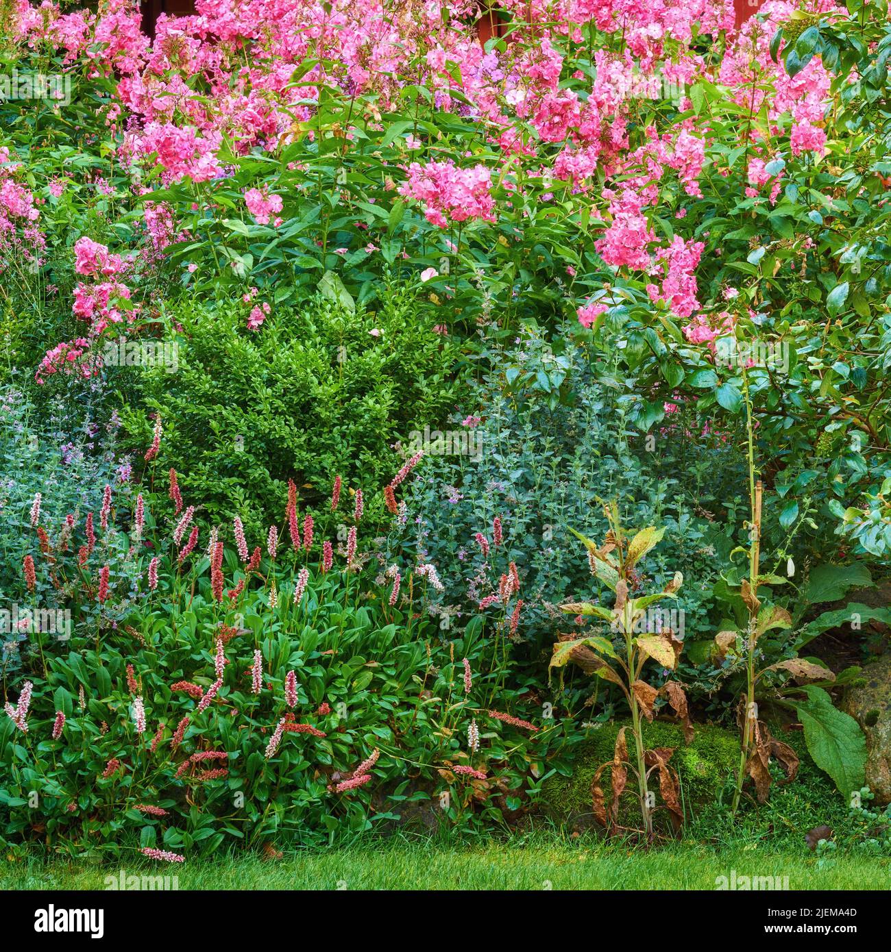 Überwucherter farbenfroher Garten mit verschiedenen Pflanzen. Üppig grüner Hinterhof mit blühenden Büschen und hellen Blüten. Verschiedene Kräuter und Wildblumen wachsen hinein Stockfoto