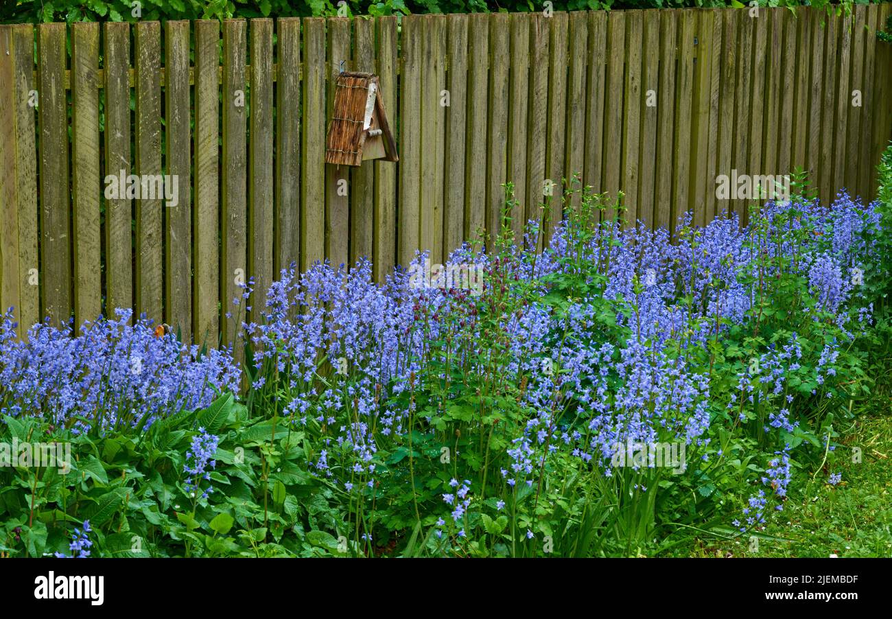 Landschaft mit blauen Blumen in einem üppigen Wald im Sommer. Lila Pflanzen wachsen in einem botanischen Garten im Frühjahr. Schöne violett blühende Pflanzen, die aufblühen Stockfoto