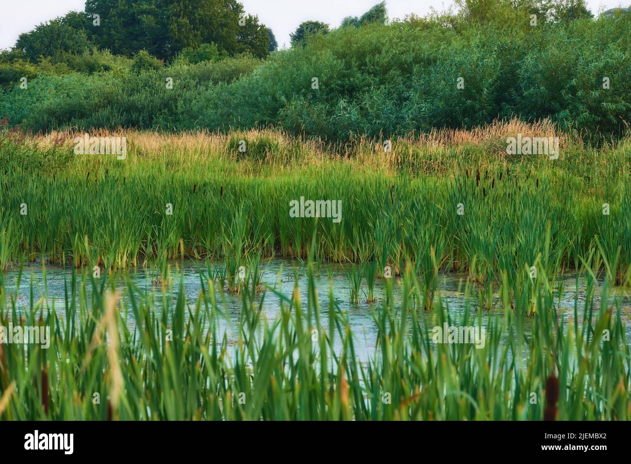 Landschaft von überwuchertem See mit Schilf in der Nähe eines üppigen grünen Waldes. Ruhige Lagune oder Sumpflandschaft mit wildem Gras und Rohrhacken in Dänemark. Friedlich und Stockfoto