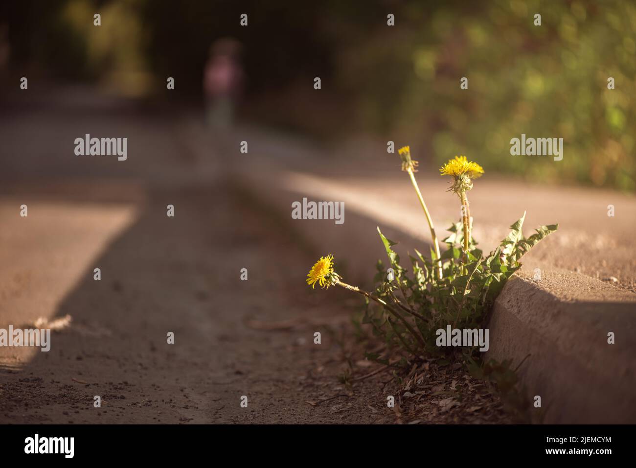 Der Dandelion wächst auf asphaltierter Straße Stockfoto